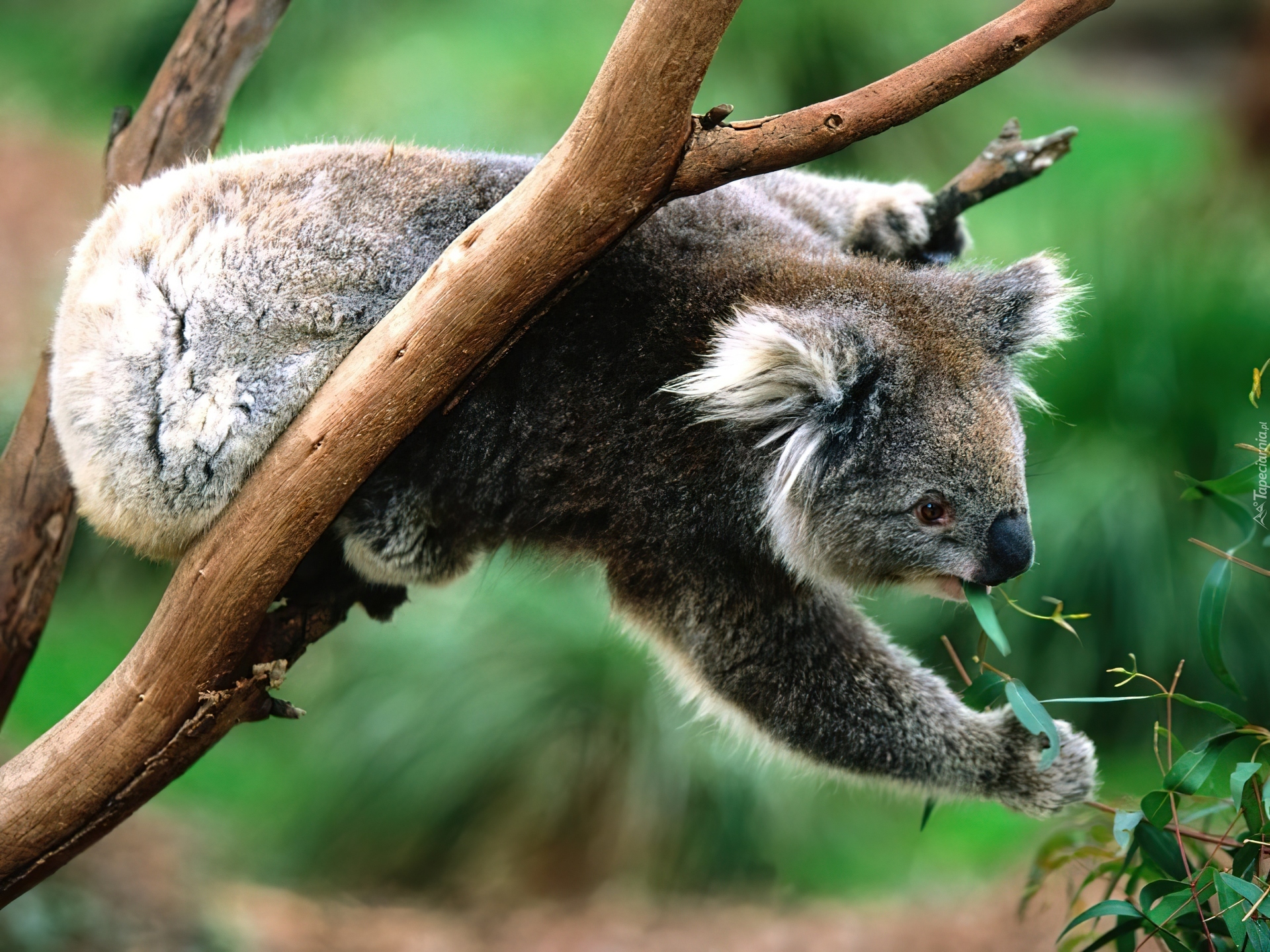 Miś, Koala, Pożywienie, Eukaliptus