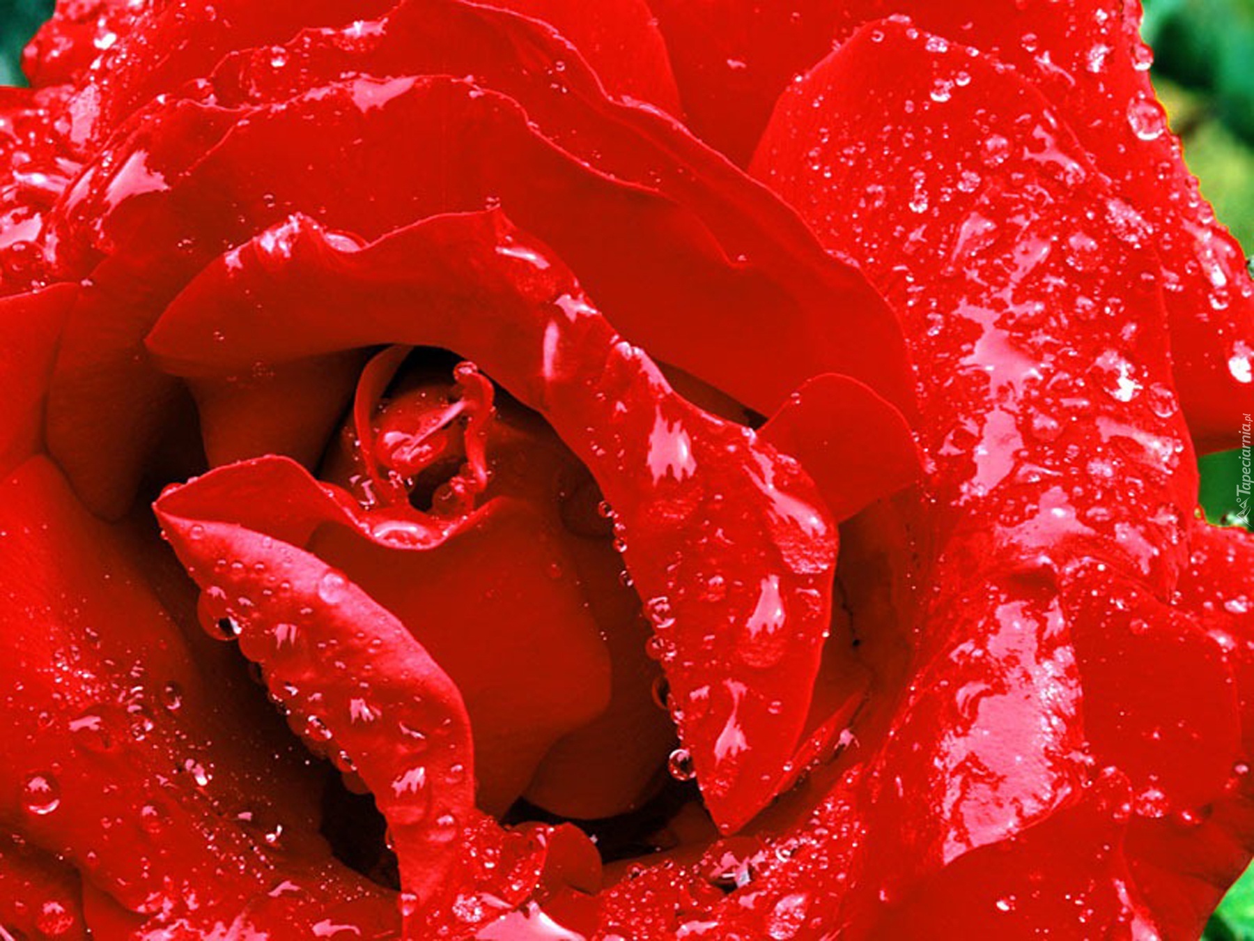 Czerwone, Płatki, Róży