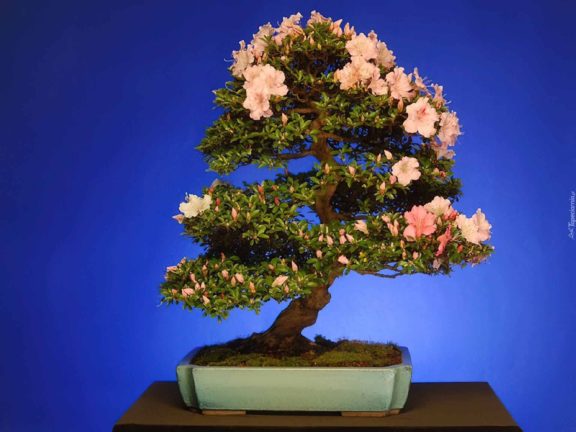 Drzewko bonsai