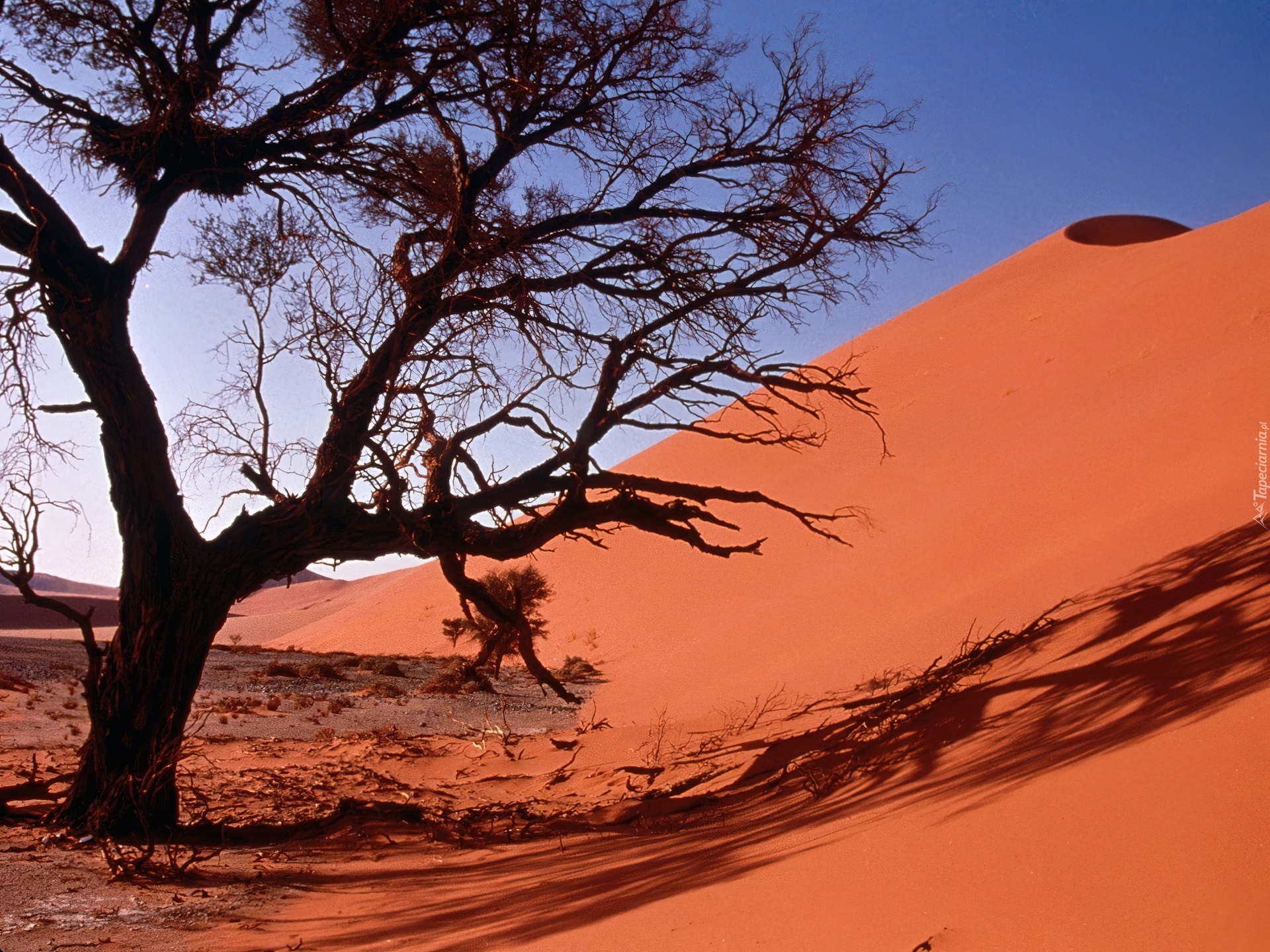 Неживая природа в пустыне