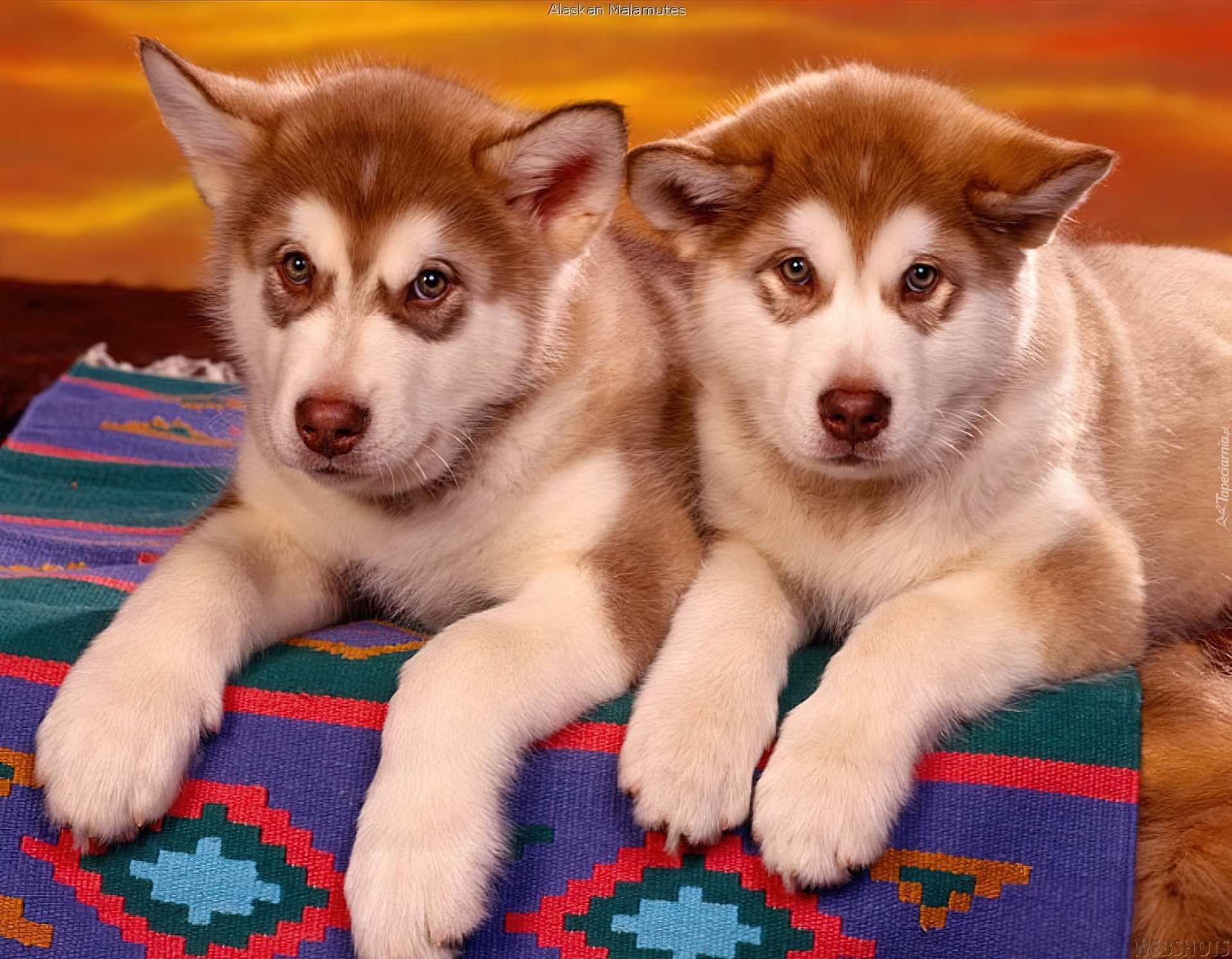 Szczeniaki, Alaskan Malamute