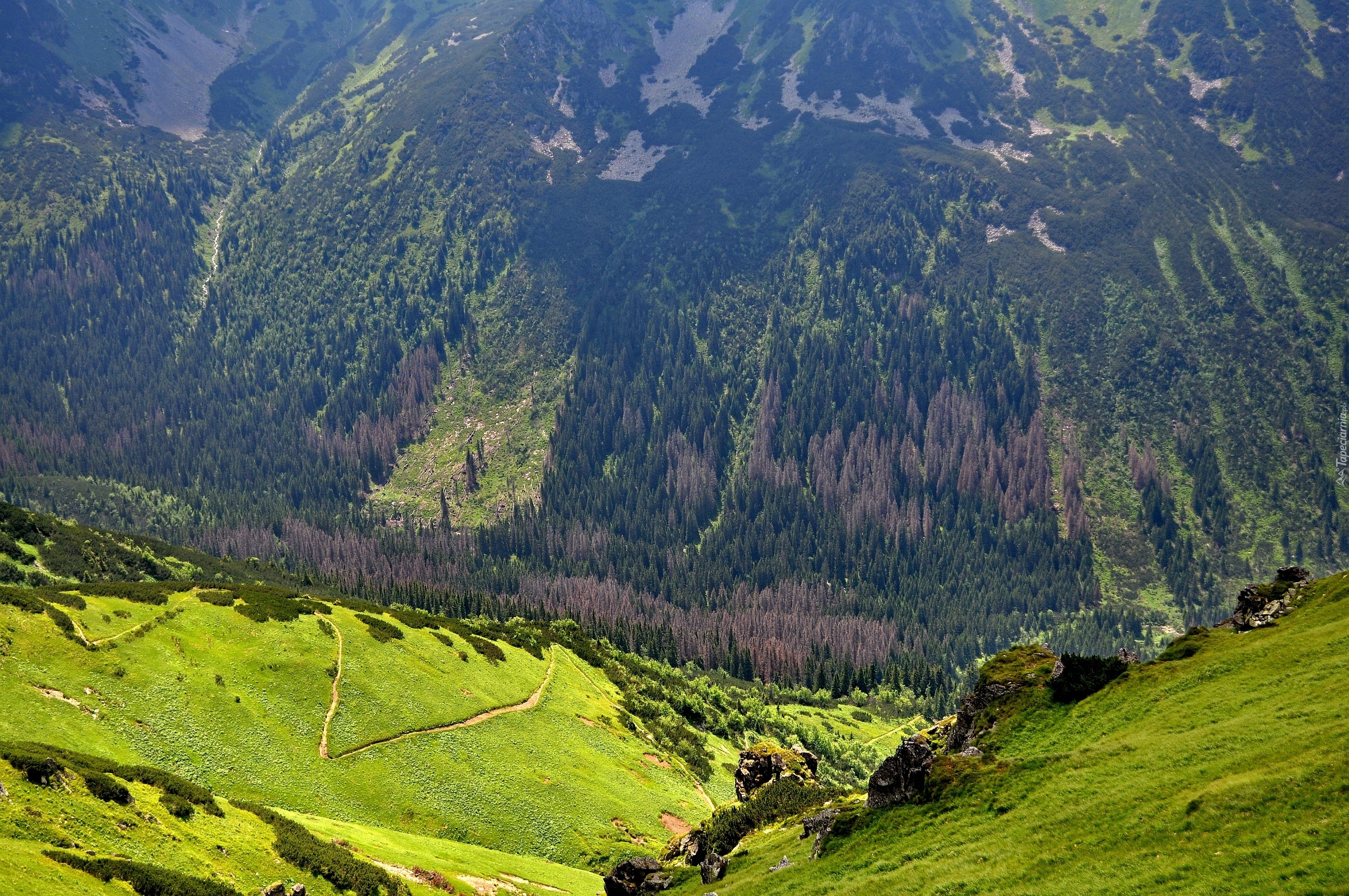 Polska, Karpaty, Zbocze, Góry