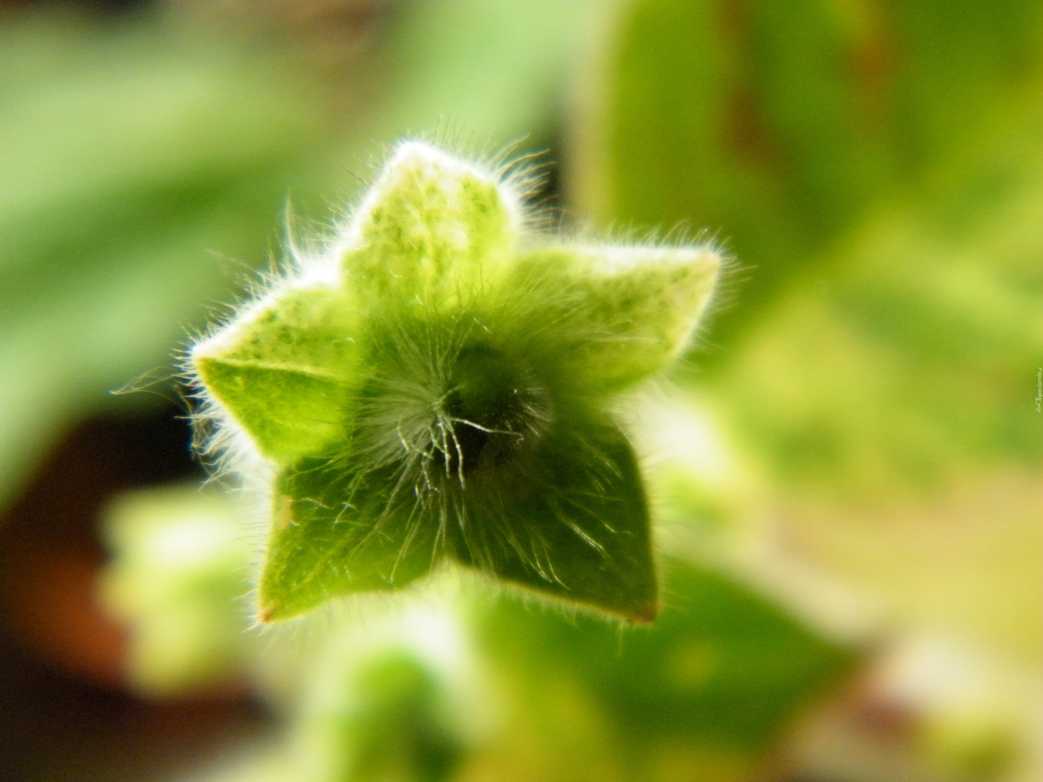 Kohleria, Zielona