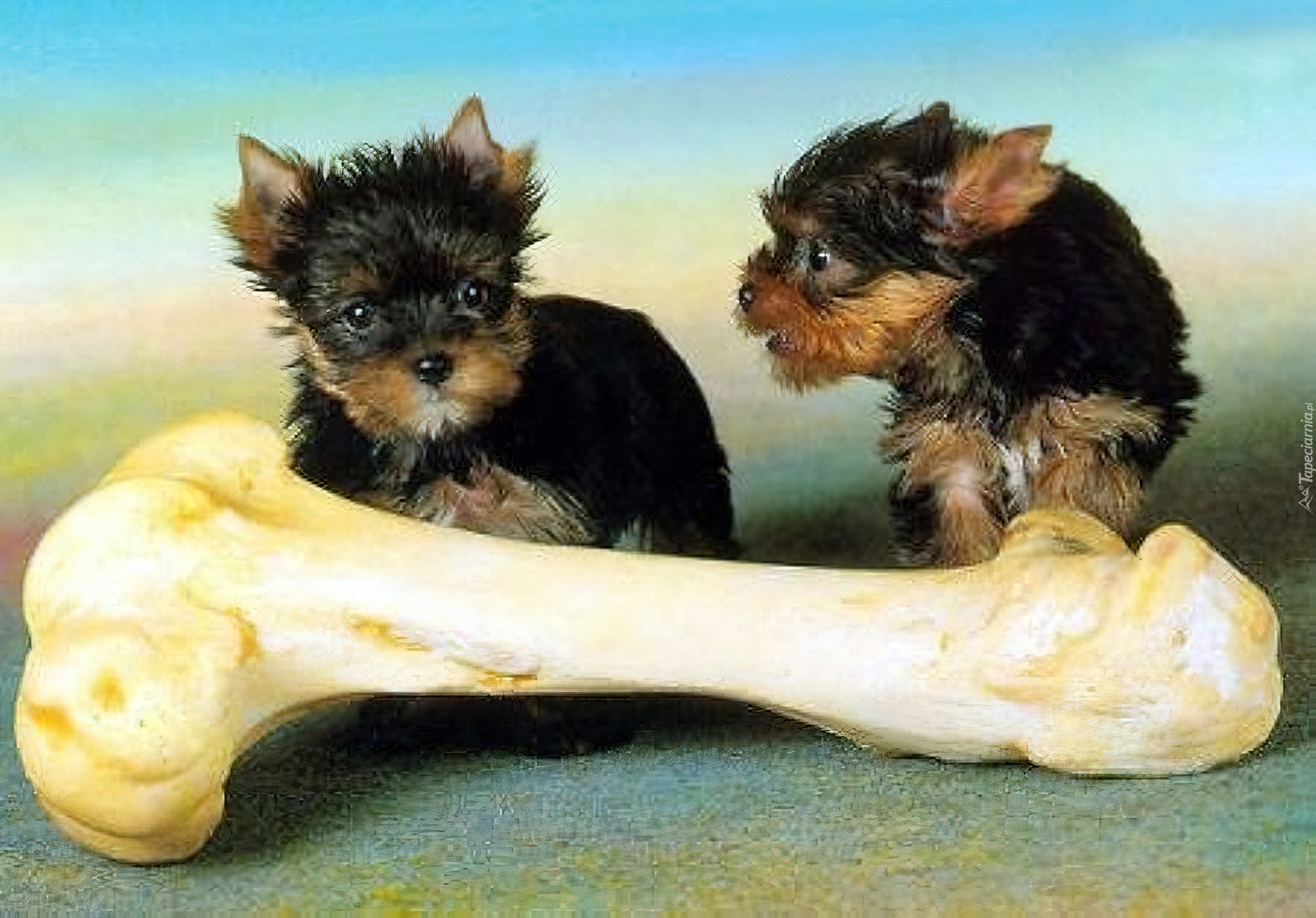 Yorkshire Terrier, Wielka, Kość