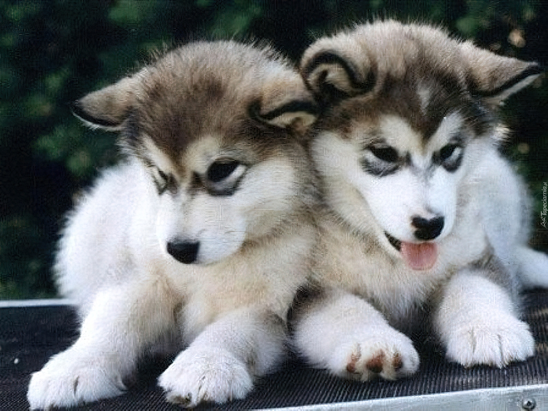 Szczeniaki, Alaskan Malamute