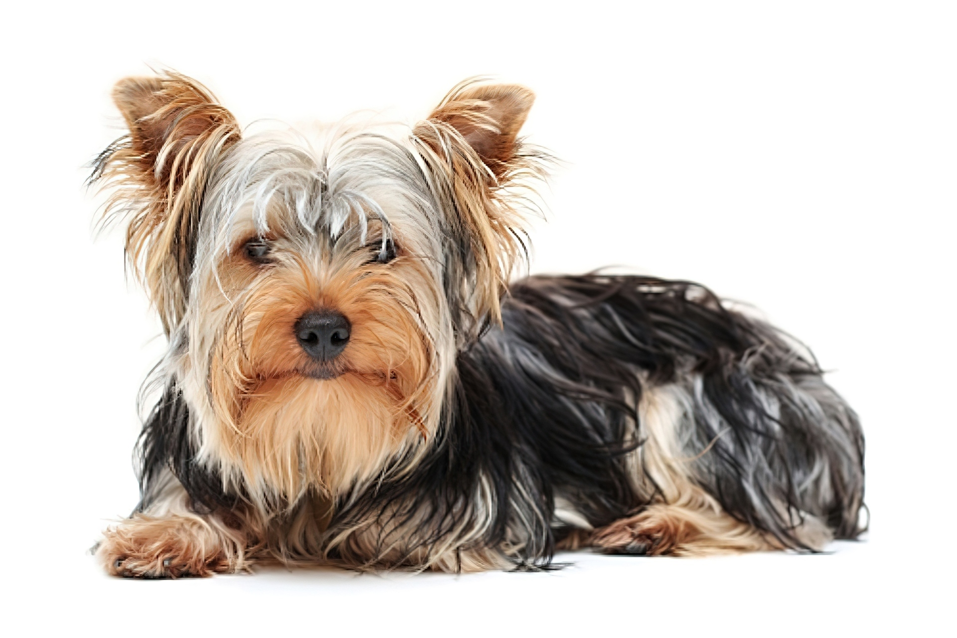 Yorkshire Terrier, Długa, Sierść