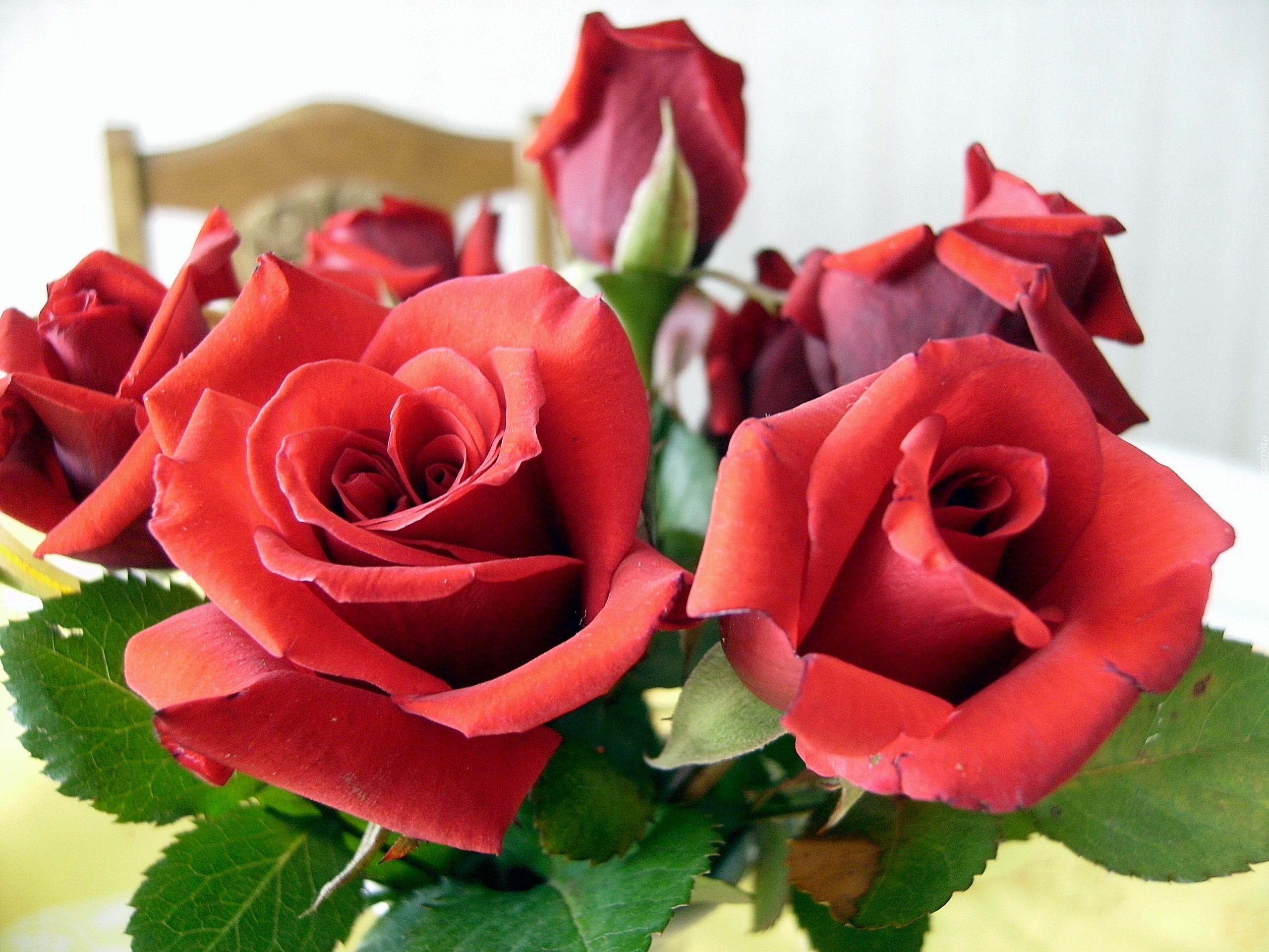 Прикольные розы картинки. Красивые цветы. Красивые цветы розы. Розы картинки красивые.