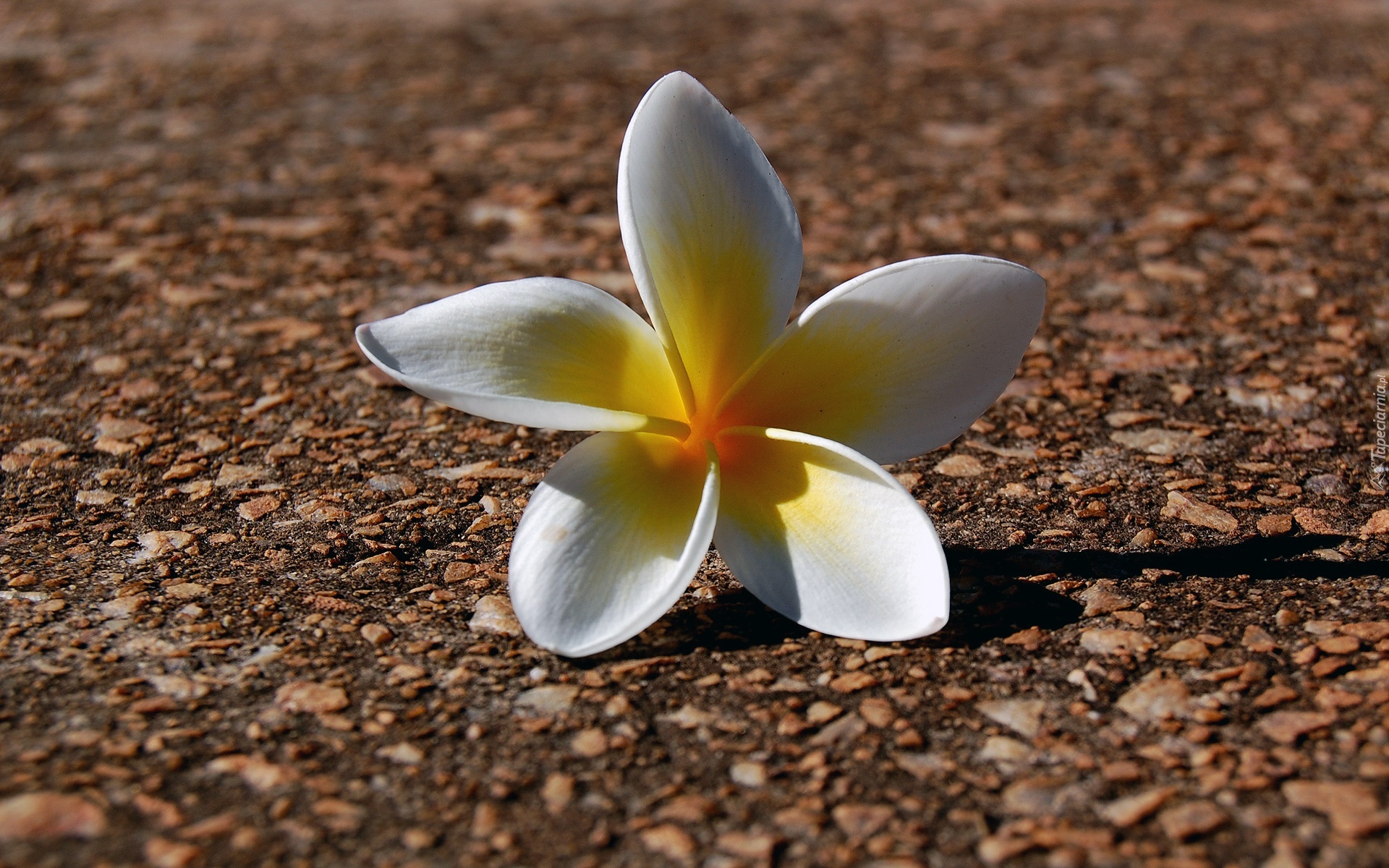 Kwiatuszek, Plumeria