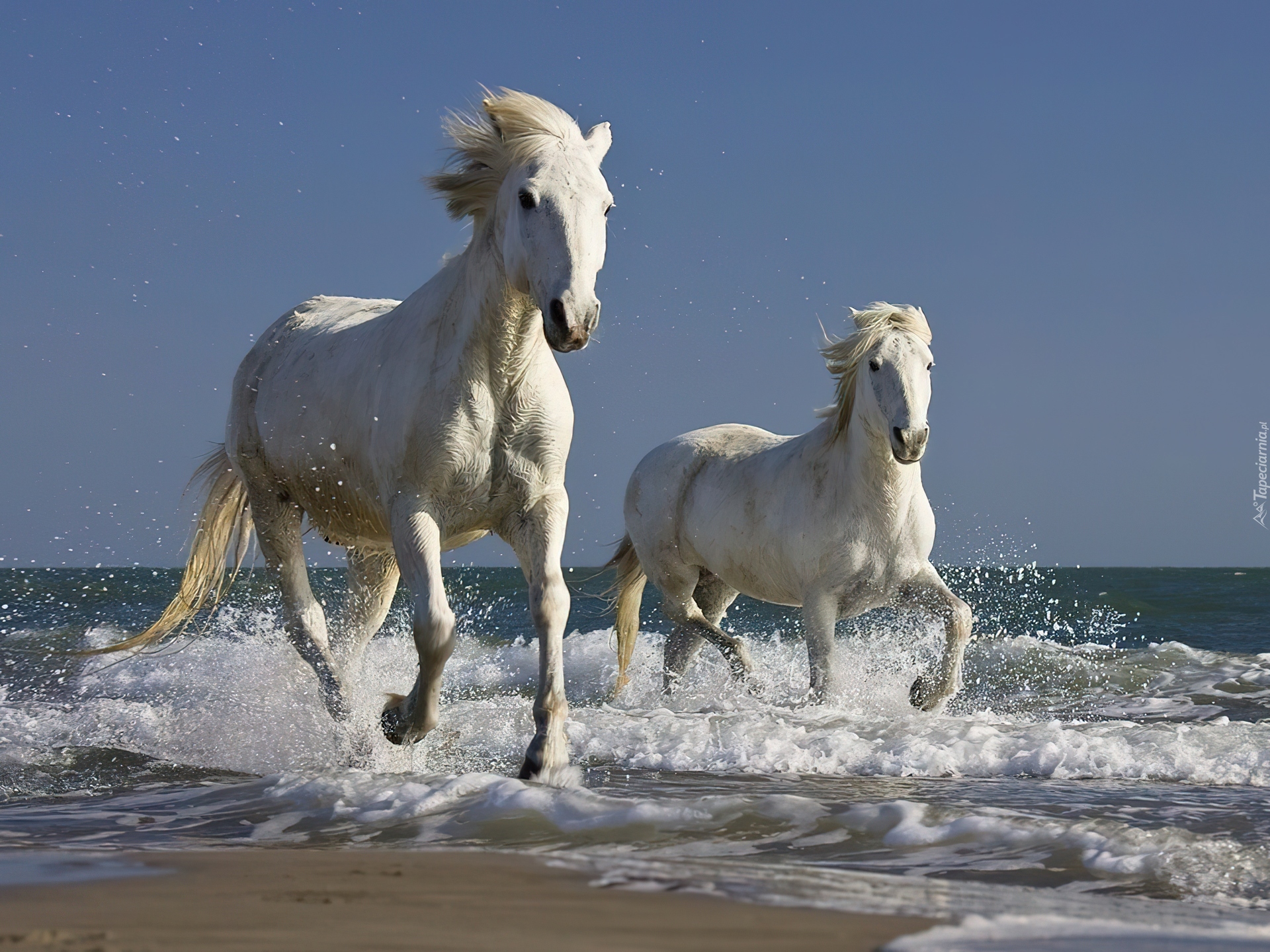Konie, Fale, Plaża, Kłus