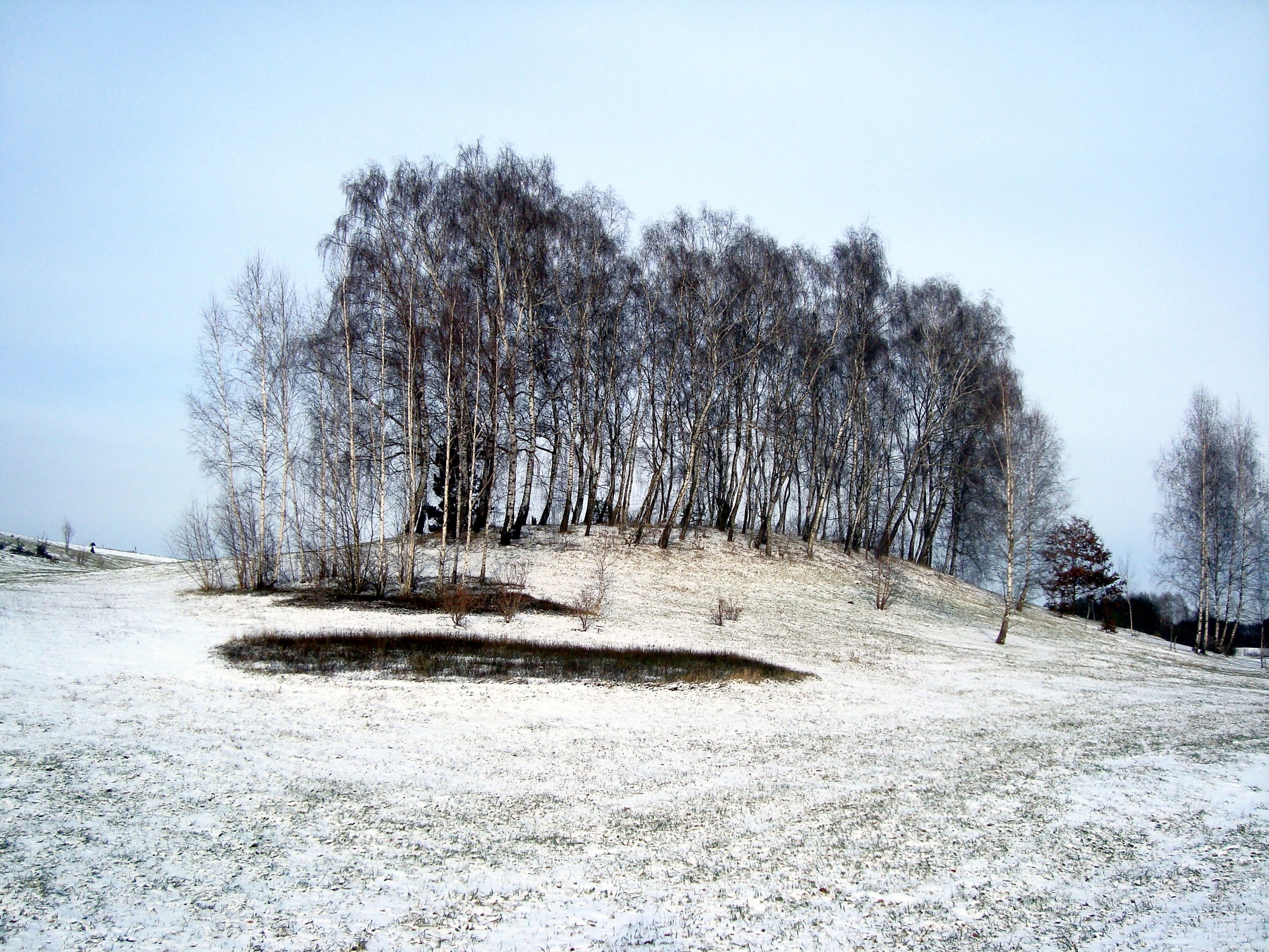 Bydgoszcz, Myślęcinek, Zagajnik