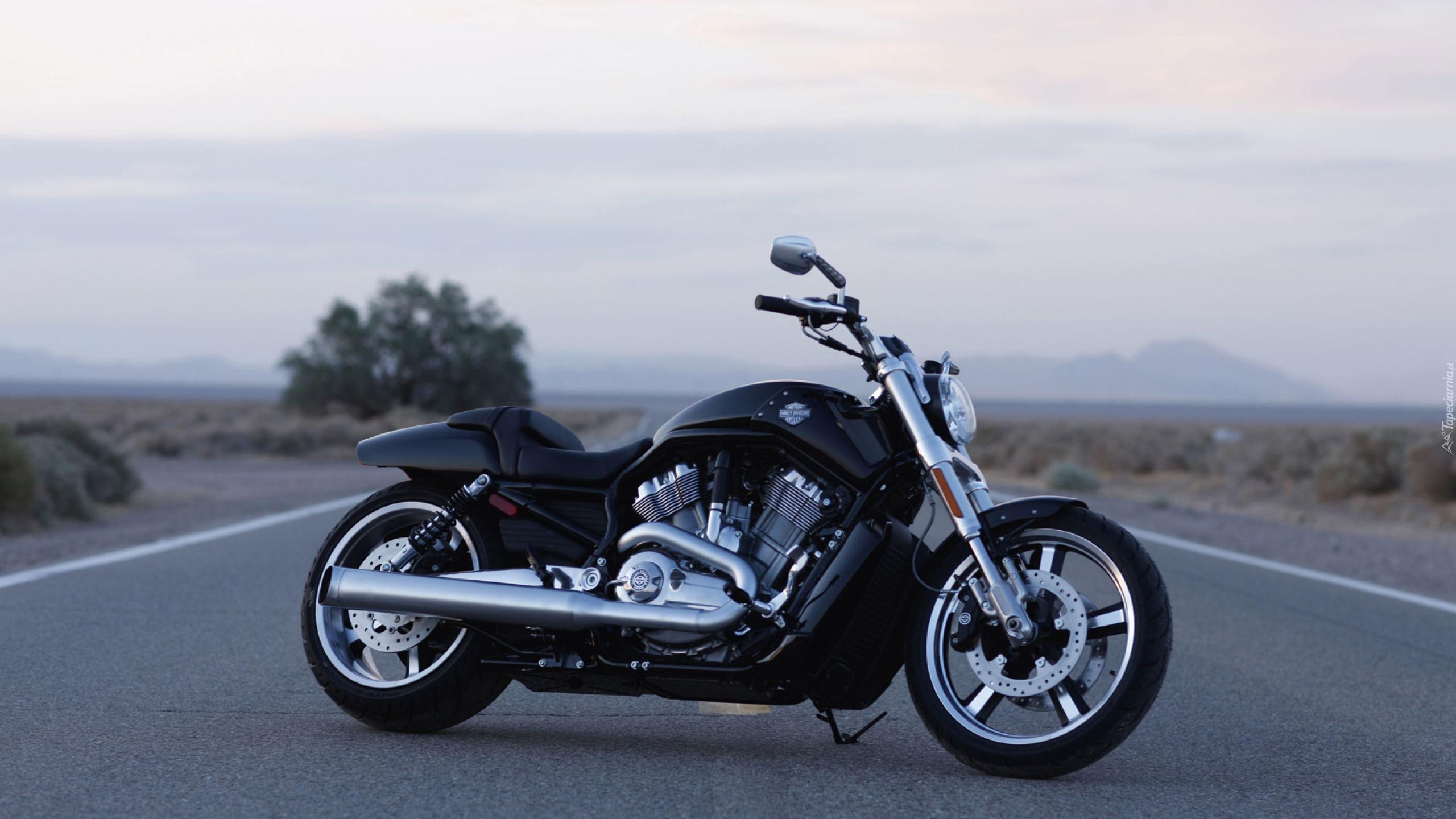 Harley Davidson V-Rod Muscle