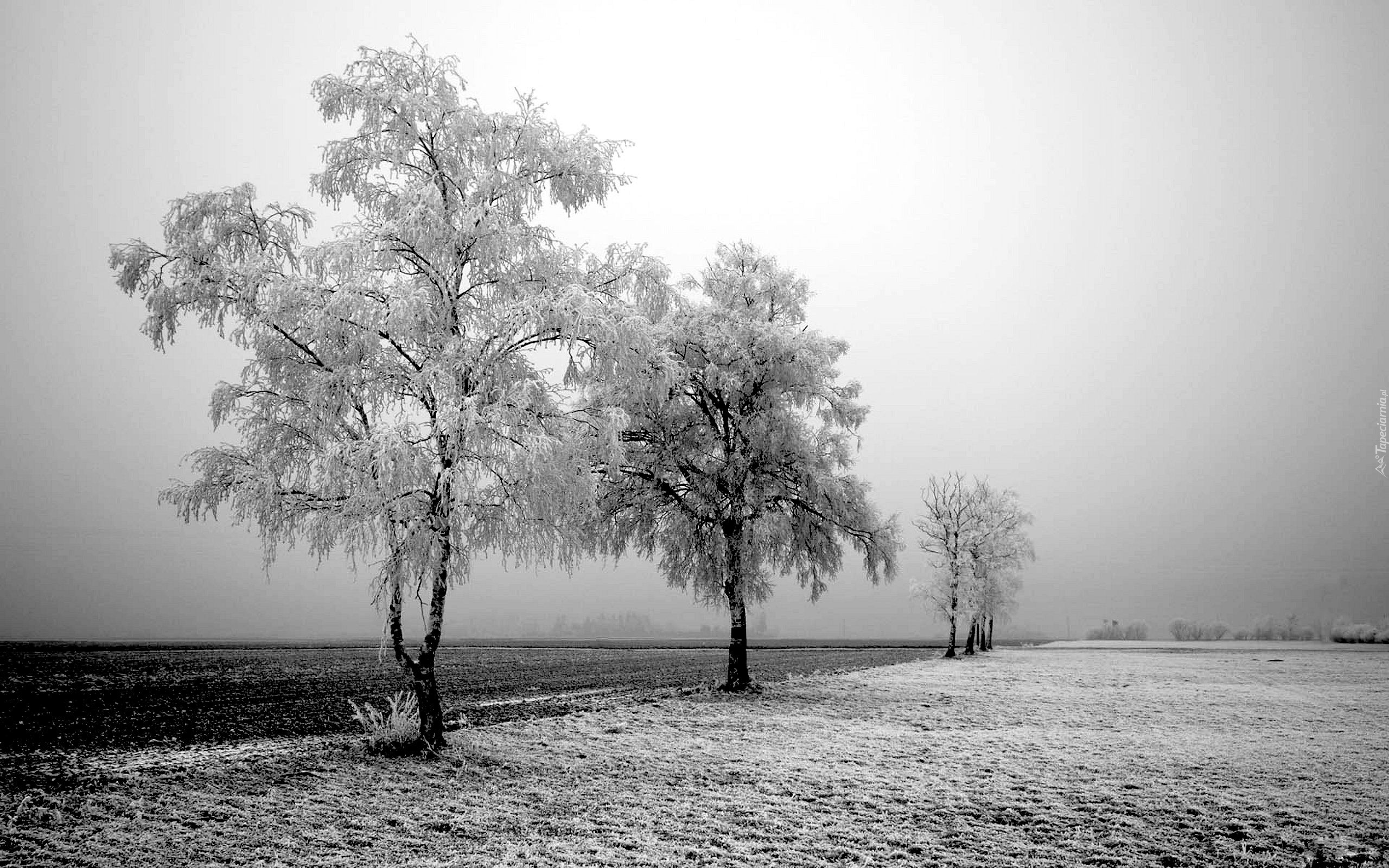 Zima, Oszronione, Drzewa, Pole