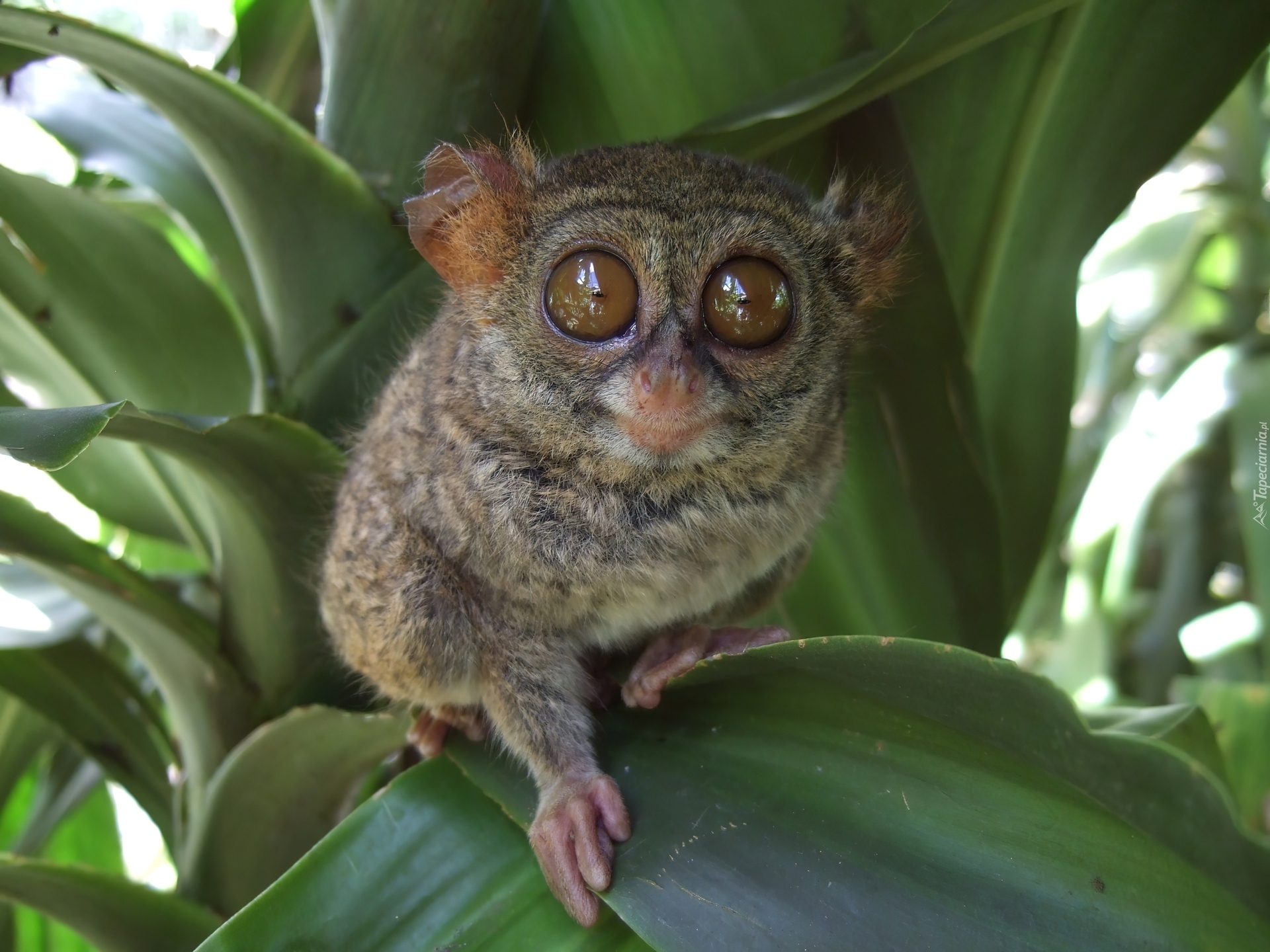 Małpka, Bohol Tarsier, Duże, Oczy