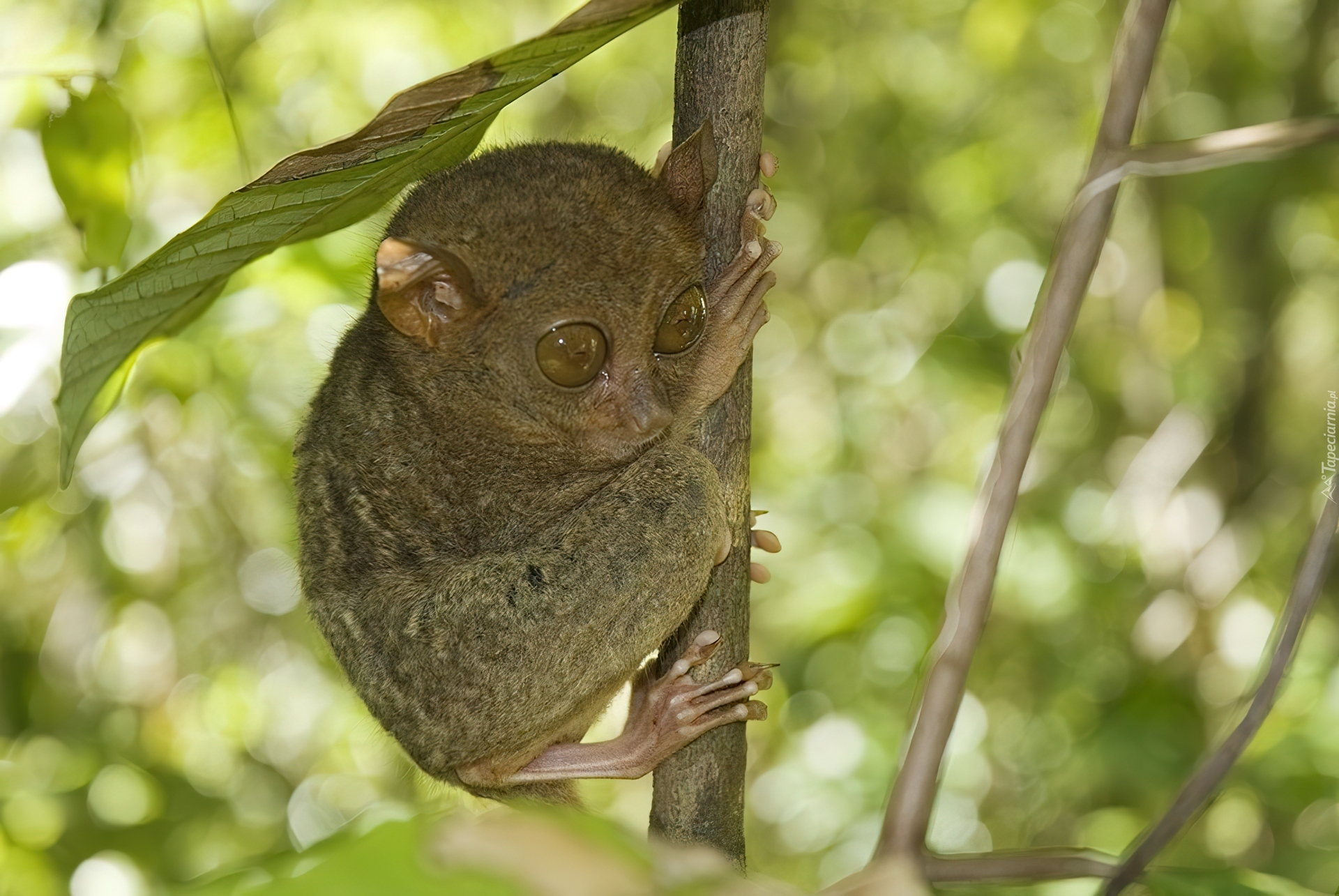 Bohol Tarsier