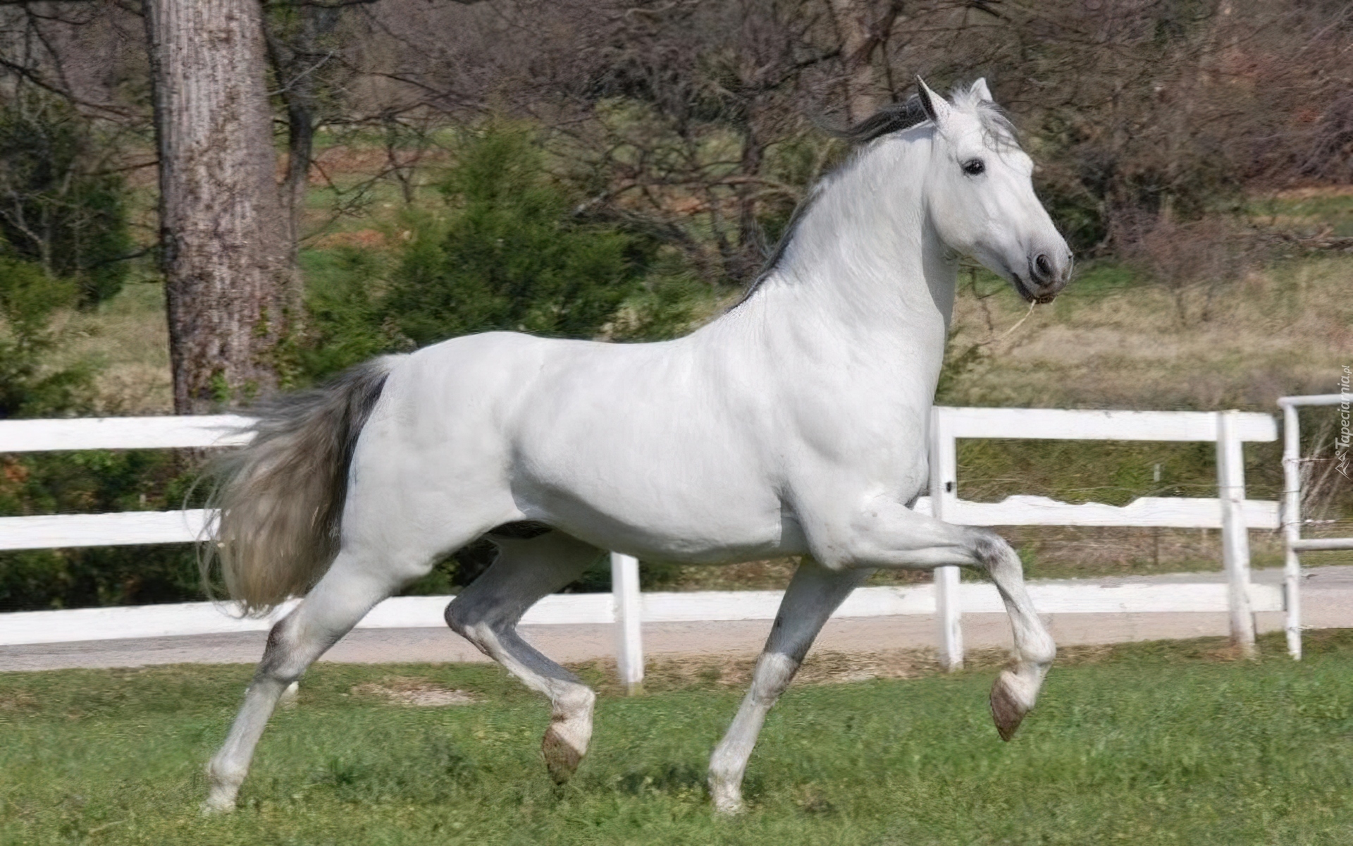 Koń, Biała, Maść