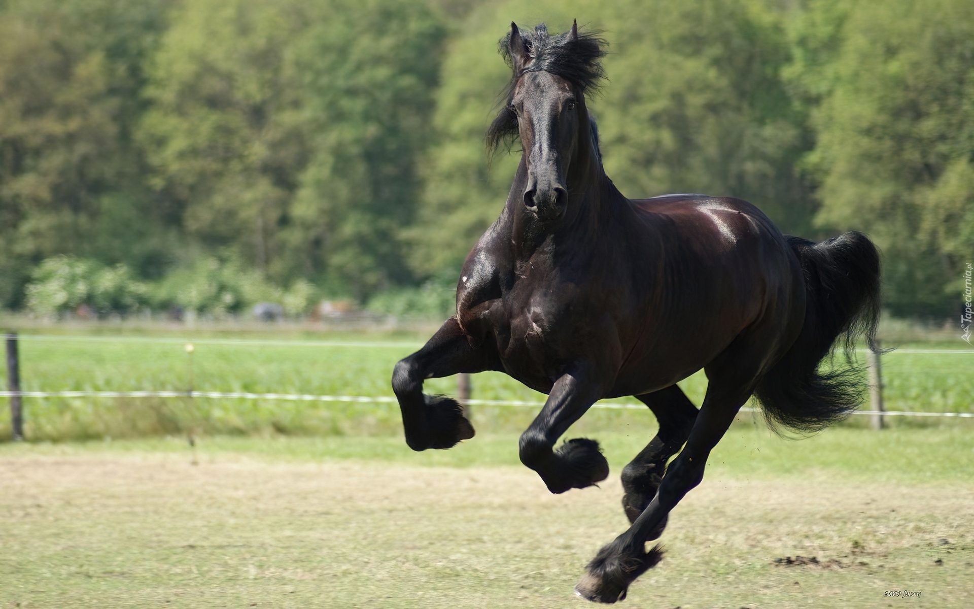 Koń, Galop, Kopyta