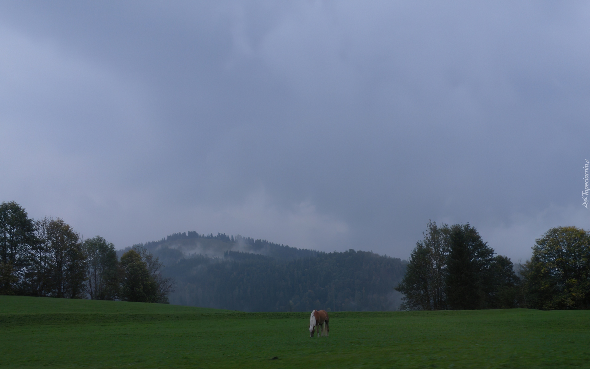 Łąka, Koń, Austria