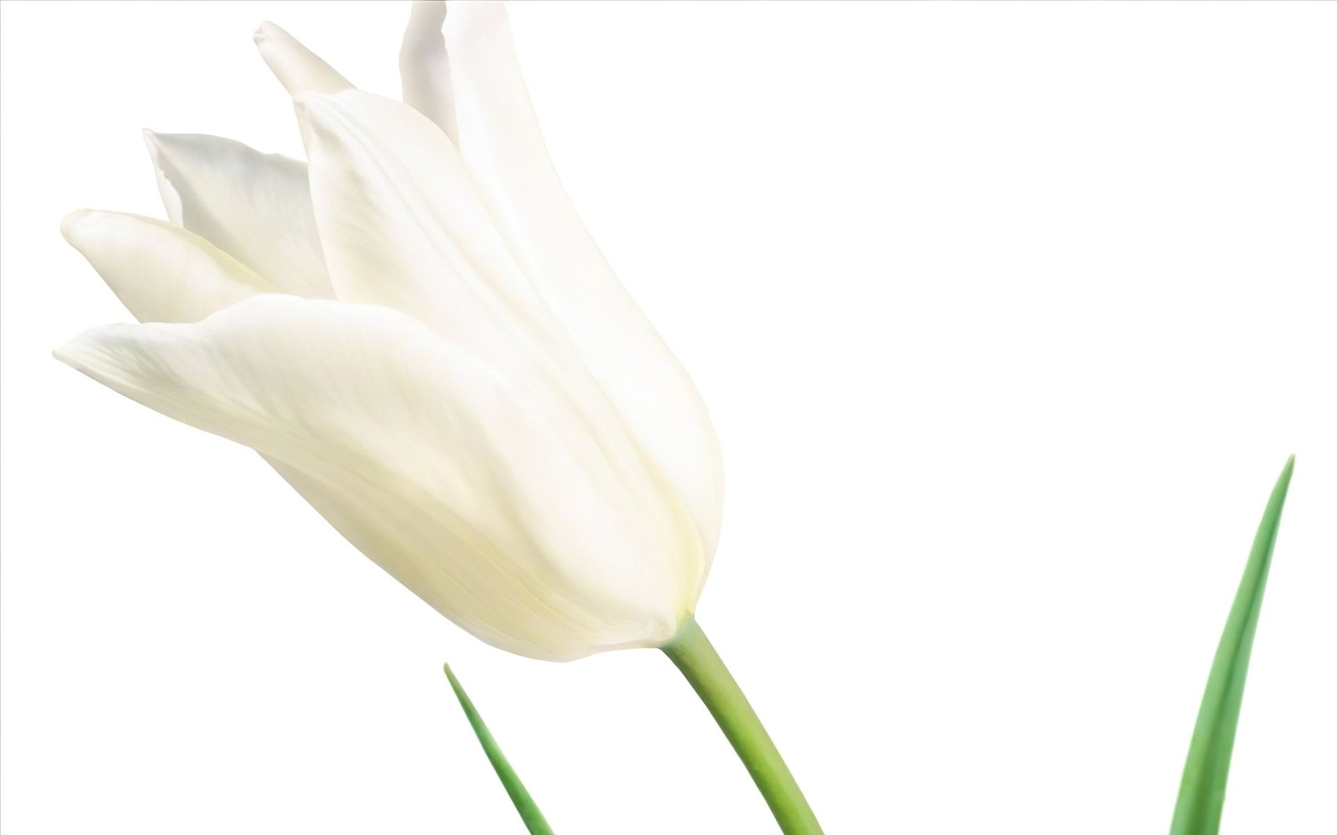 Biały, Tulipan, Kieliszek