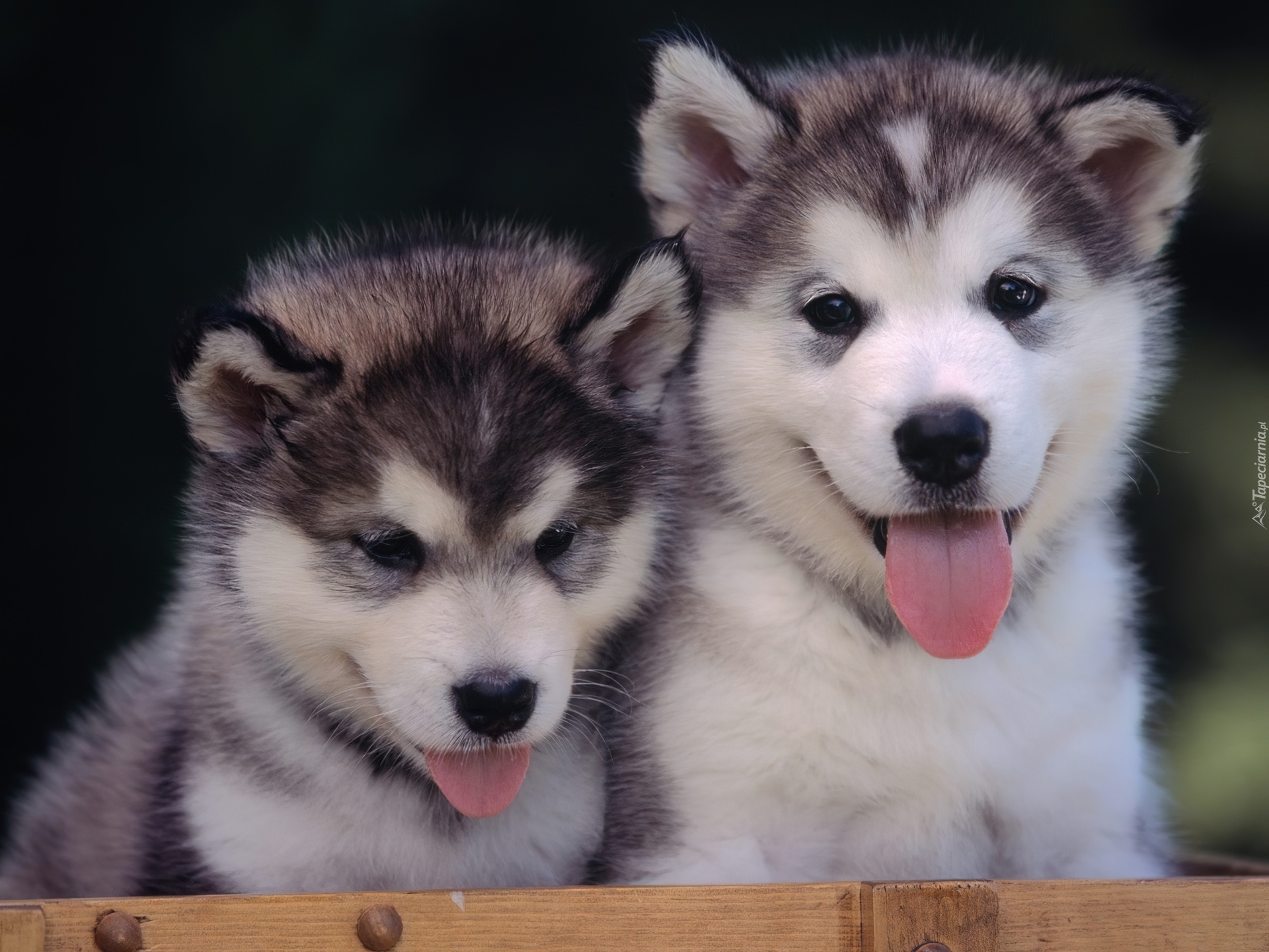 Szczeniaki, Alaskan Malamute