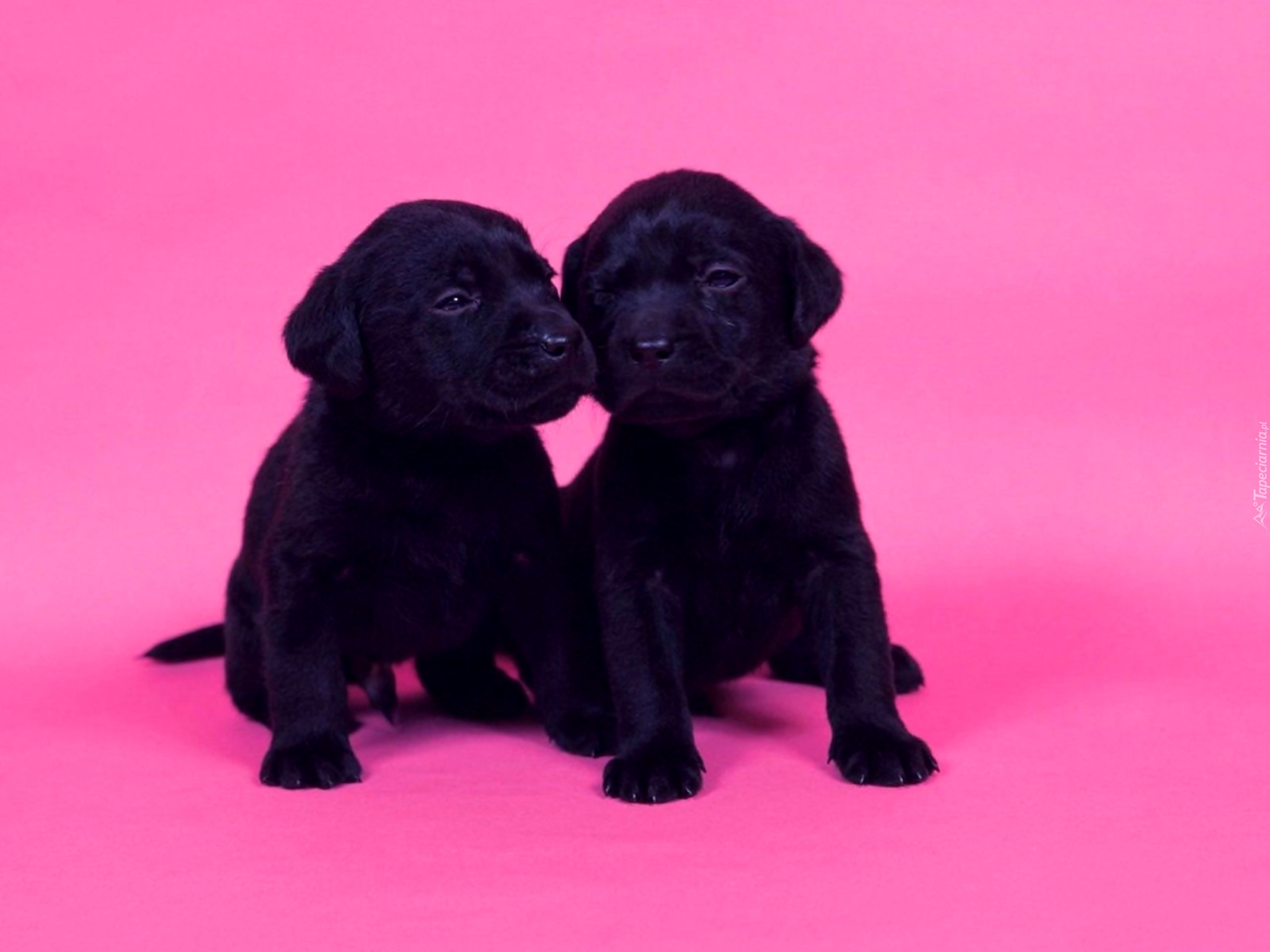 Szczeniaczki, Labrador Retriever