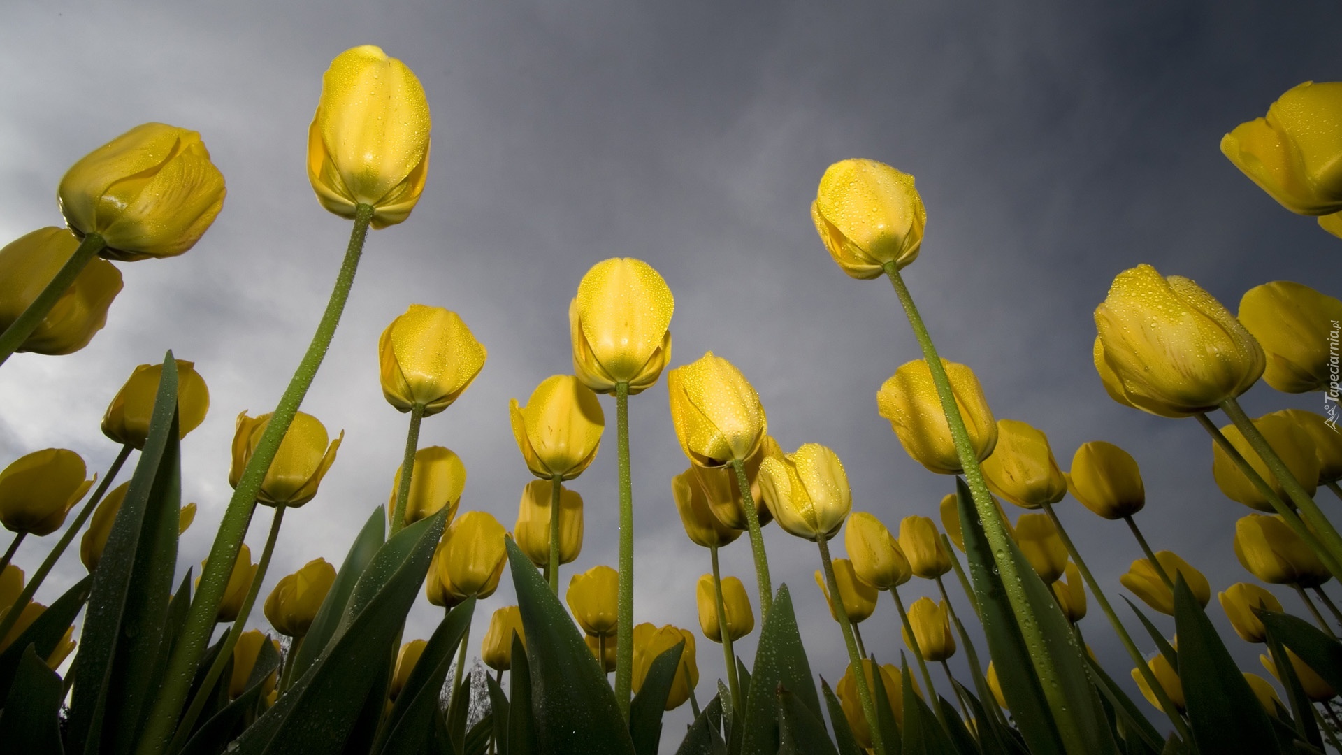 Żółte, Tulipany