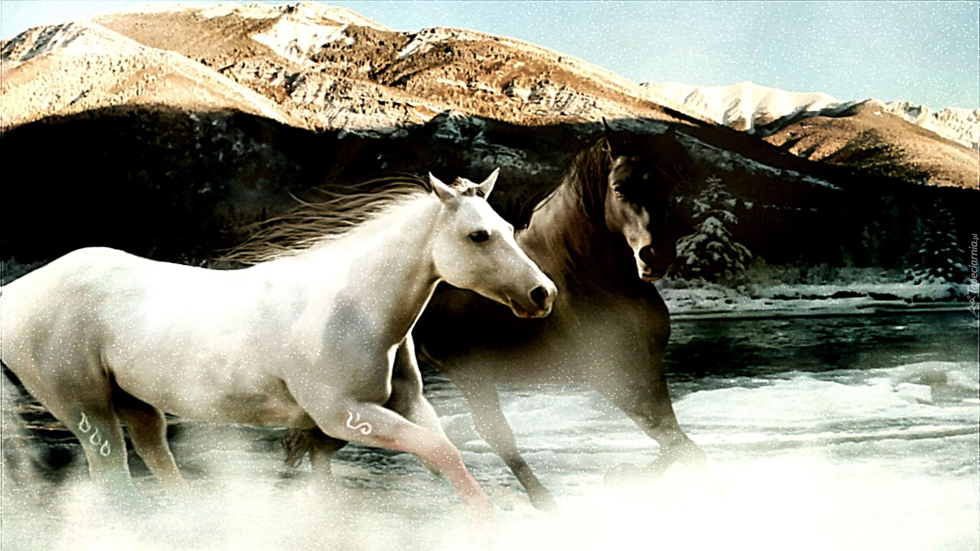 Konie, Galop, Woda