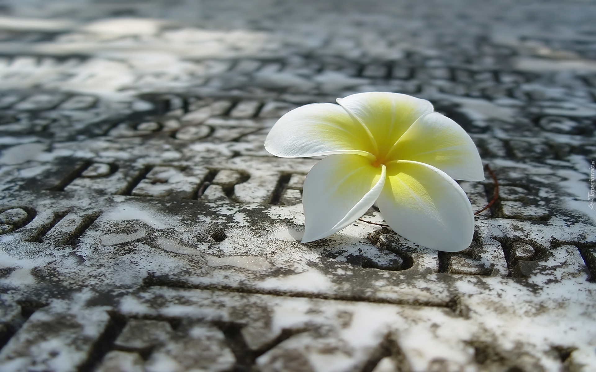 Biała, Plumeria