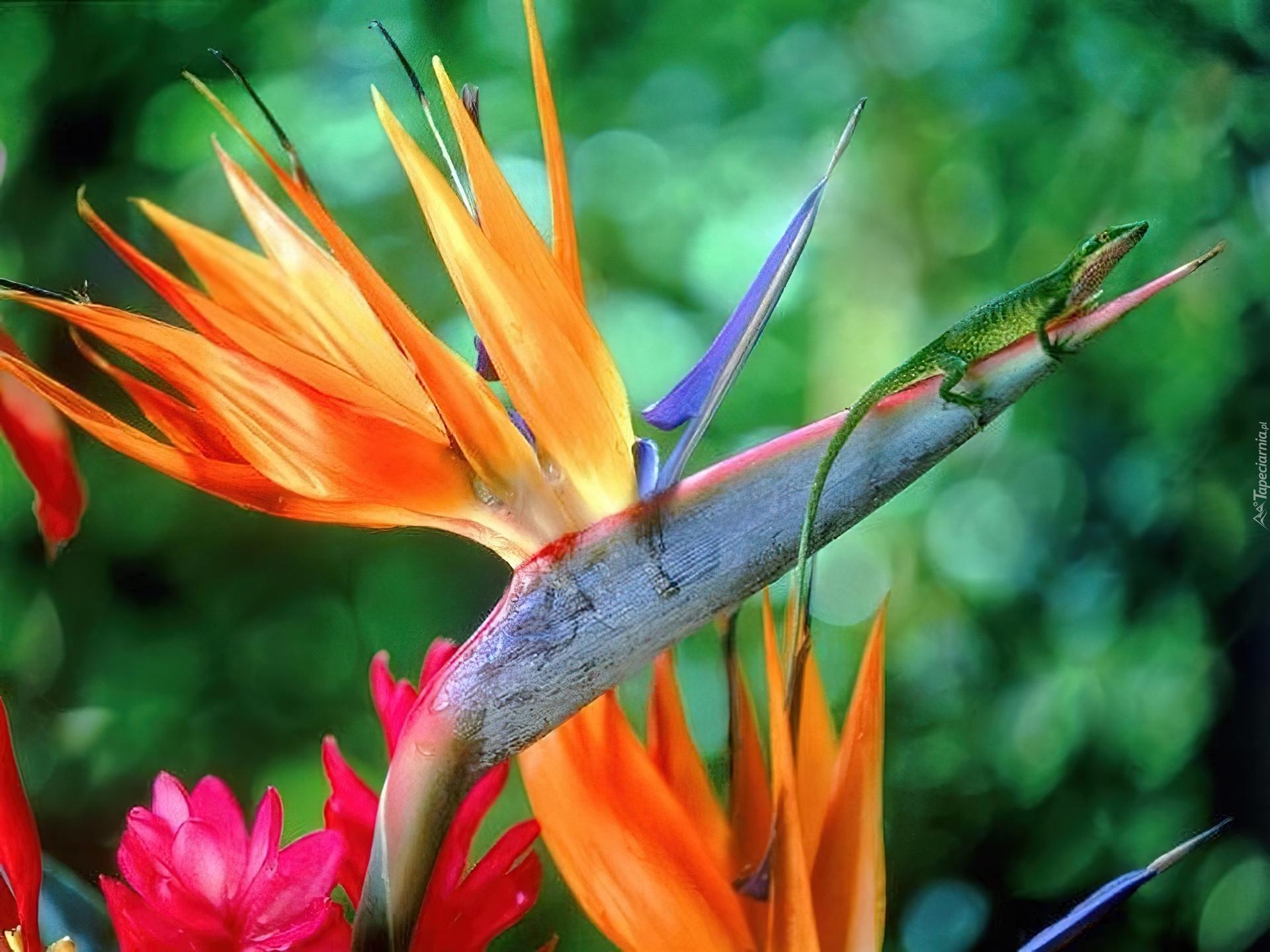 Strelicja Królewska, Anolis Zielony