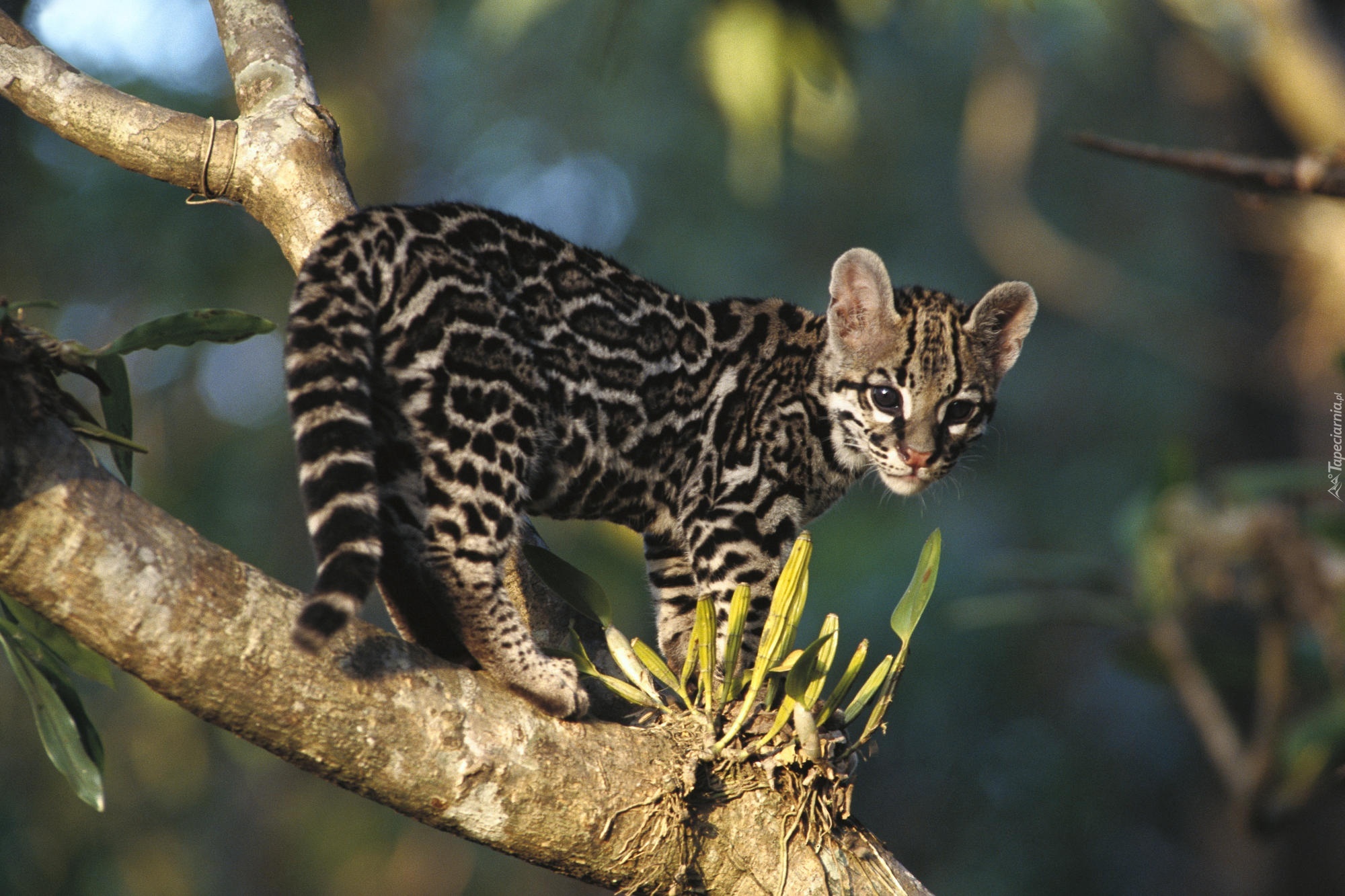 Młody, Ocelot, Drzewo