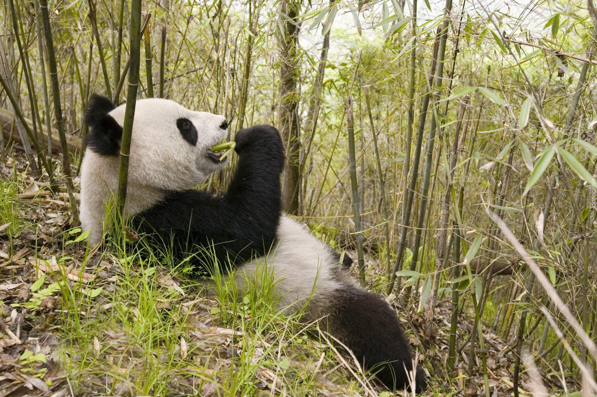 Panda, Posiłek