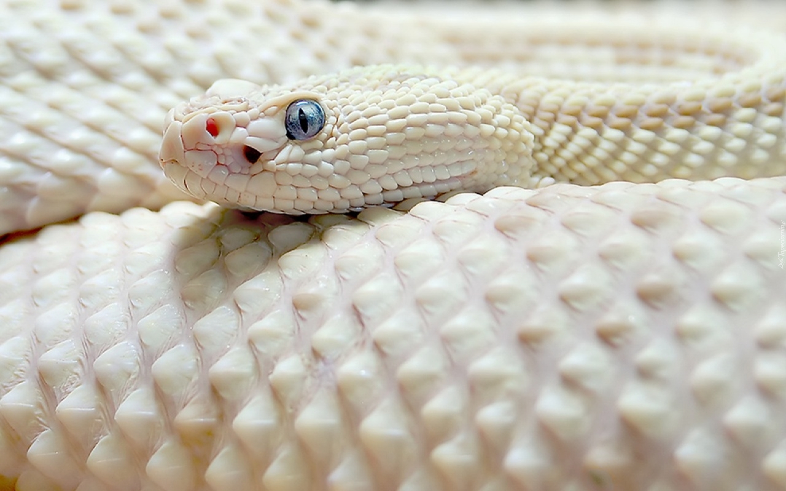 Grzechotnik, Albinos