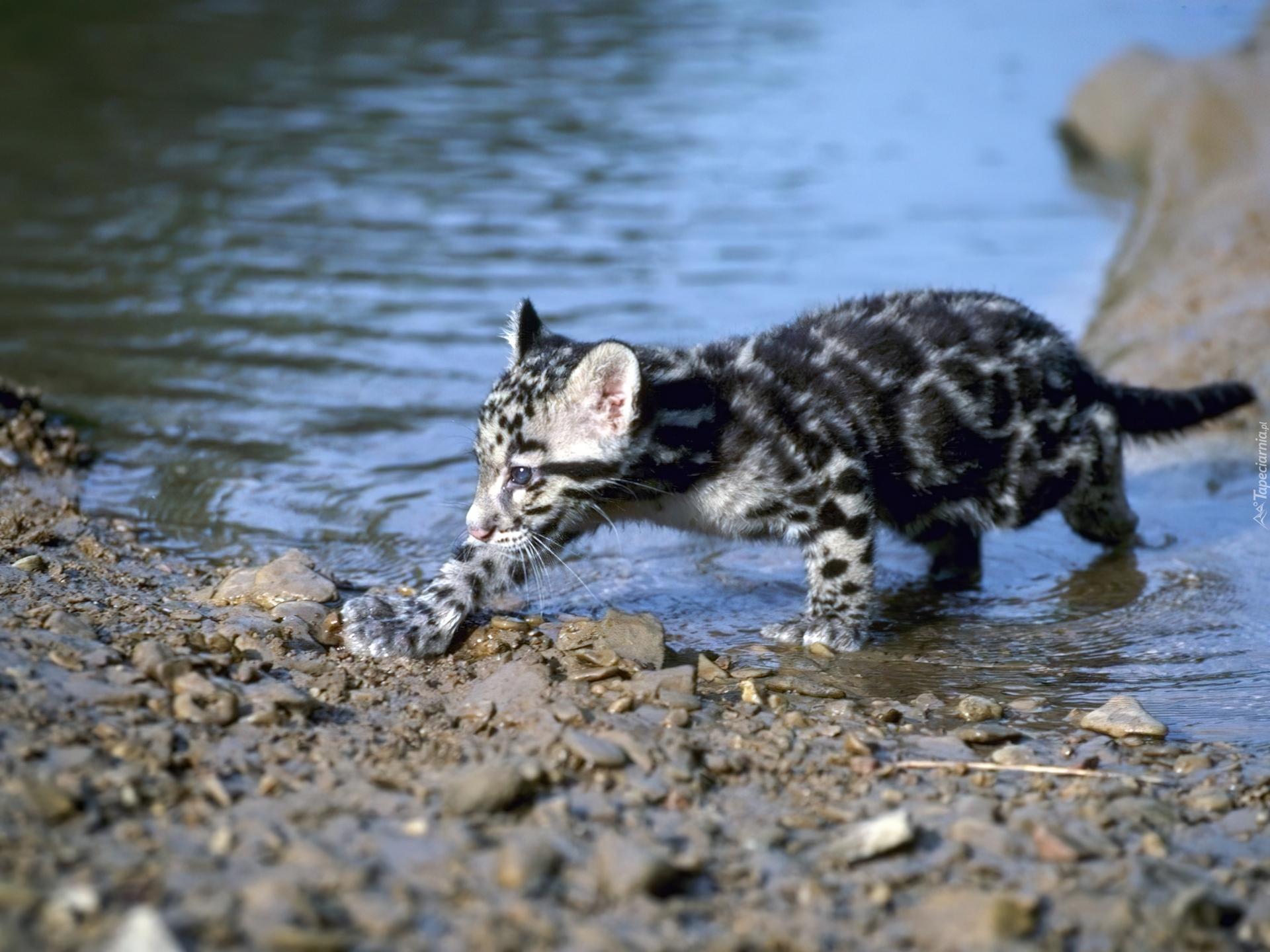 Ocelot, Rzeka