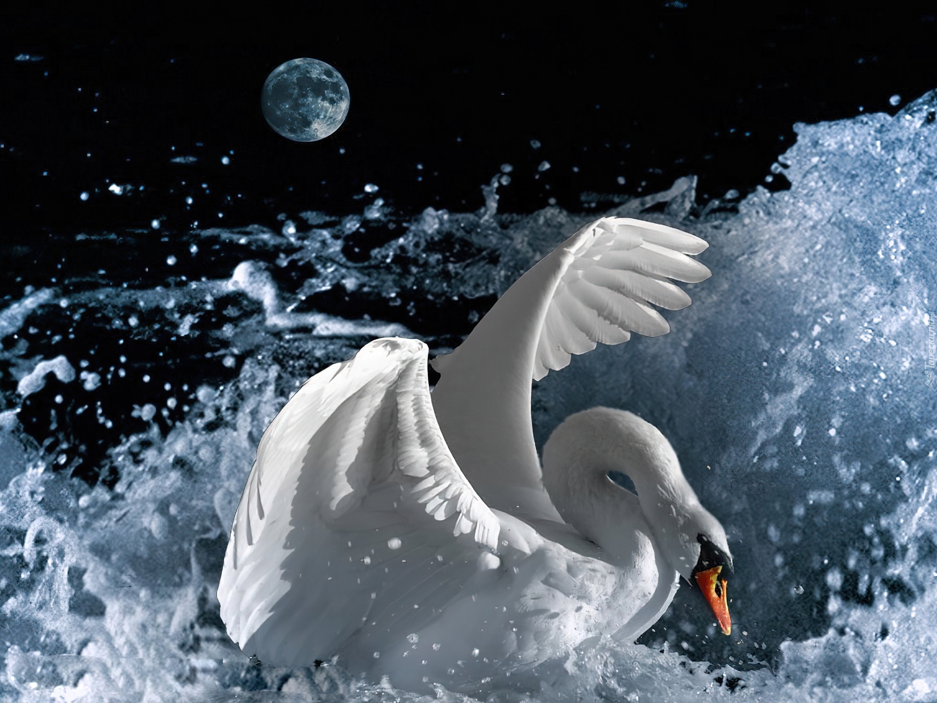 Лебедь лебедушка песня. Лебедь. Белый лебедь. Дух лебедя. Крылья лебедя.
