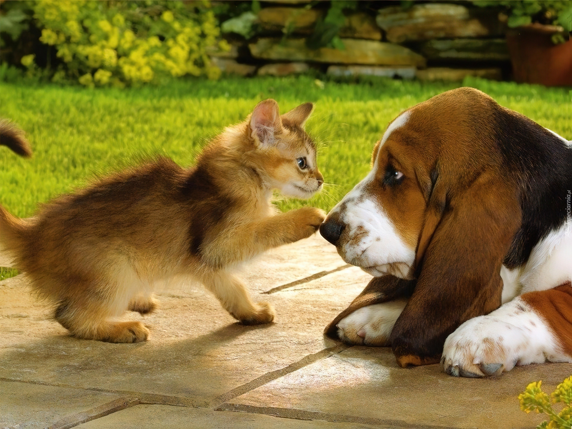 Кот в собаках 2. Кошки и собаки. Собака с кошкой дружат. Забавные домашние животные. Дружба животных.