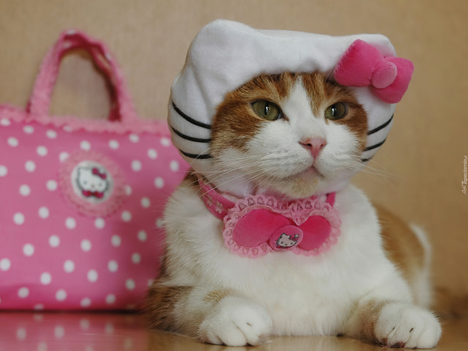 Кошечка с бантиком. Одежда для кошек. Милые котики. Котики с одеждой. Кошка с бантиком.
