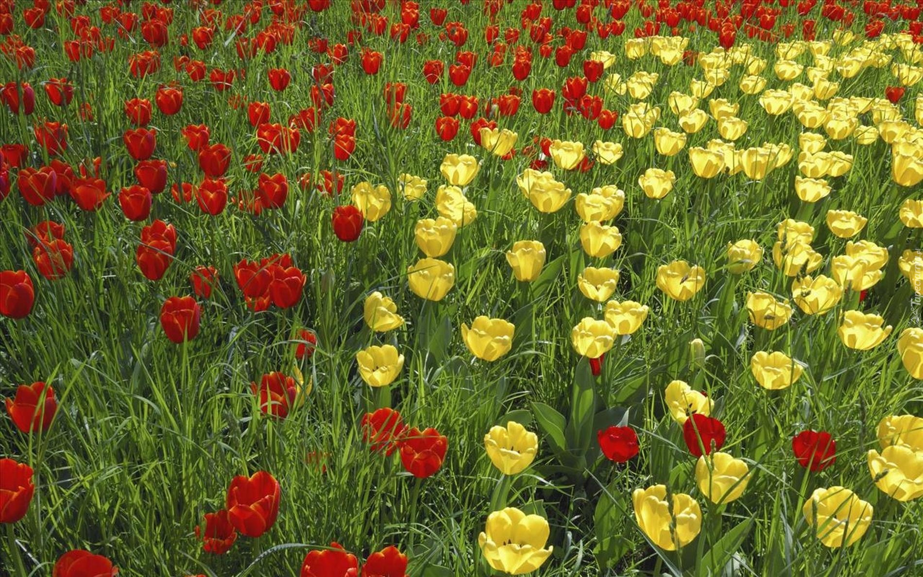 Czerwone, Żółte, Tulipany