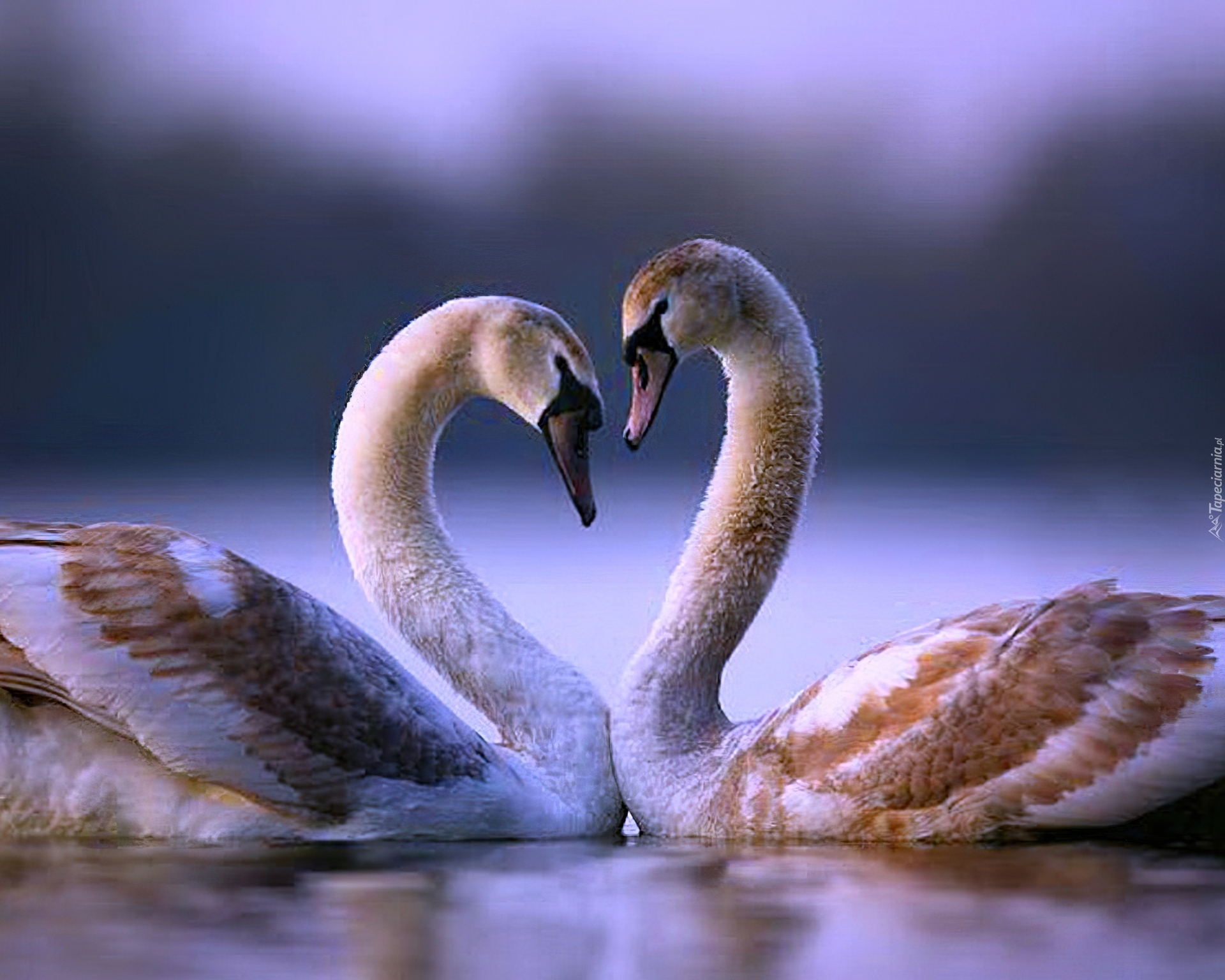 Брачные 4 буквы. Пара лебедей. Любовь и лебеди. Красивые лебеди. Влюбленные лебеди.
