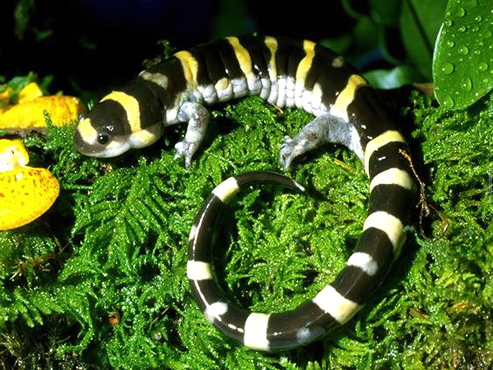 Salamandra, Trawa