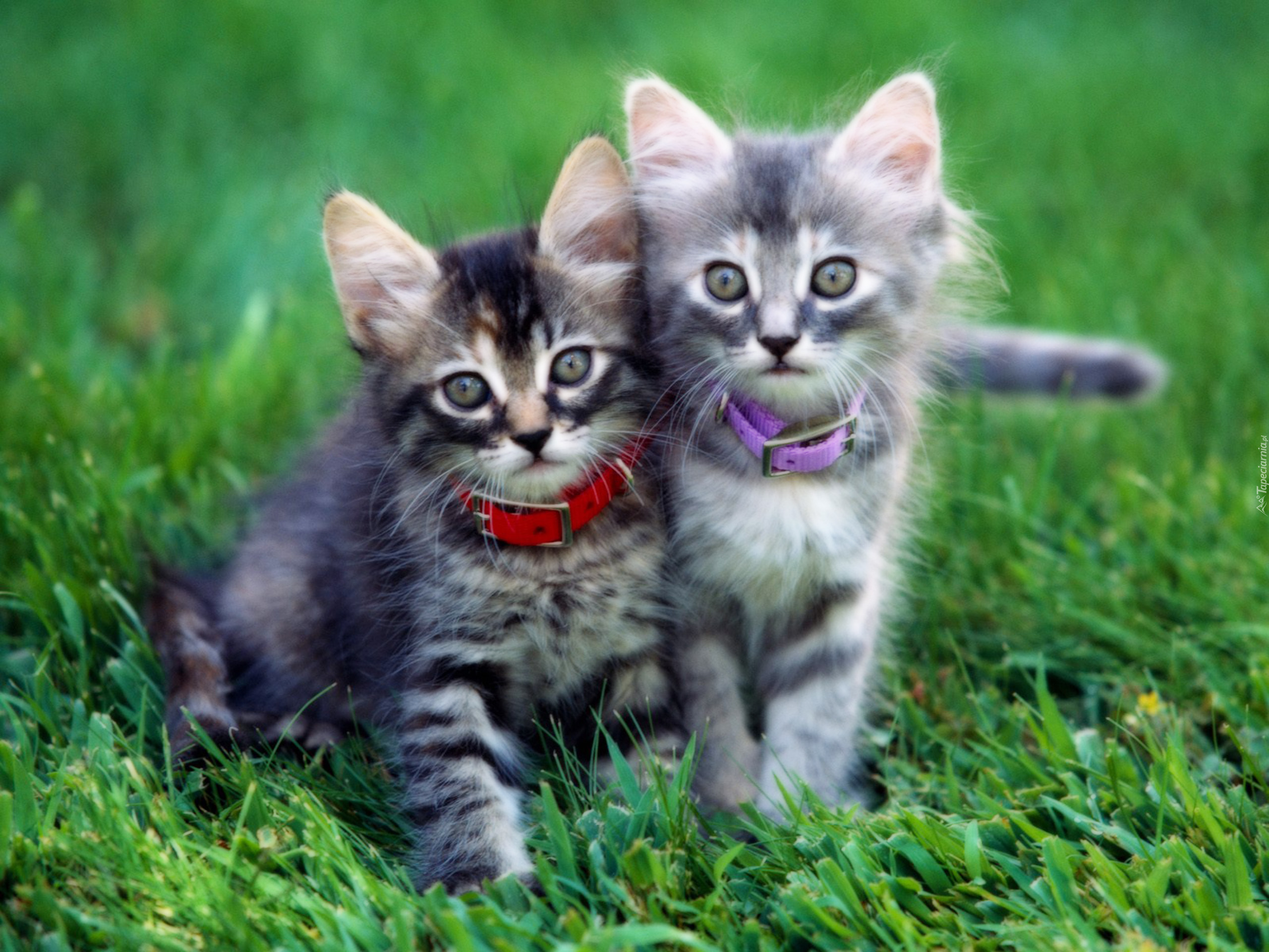 Смешные картинки котиков милые. Красивые котята. Милые котята. Смешные котята. Красивые котики.