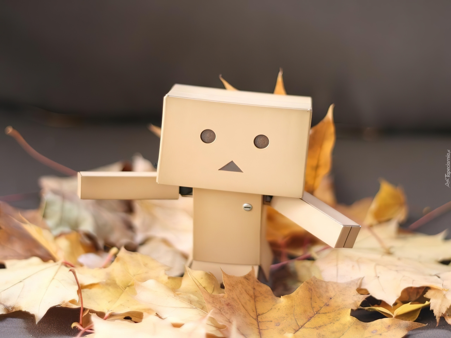 Danbo, Liście