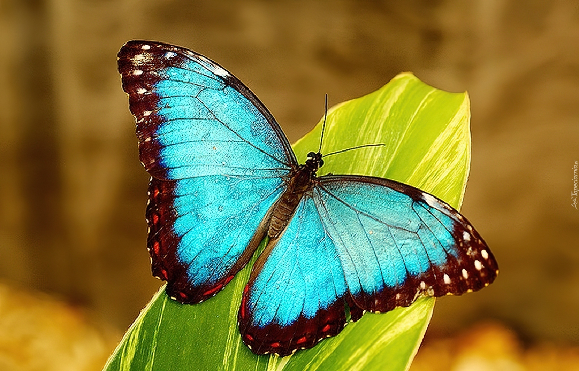 Barwny, Motyl, Morfo