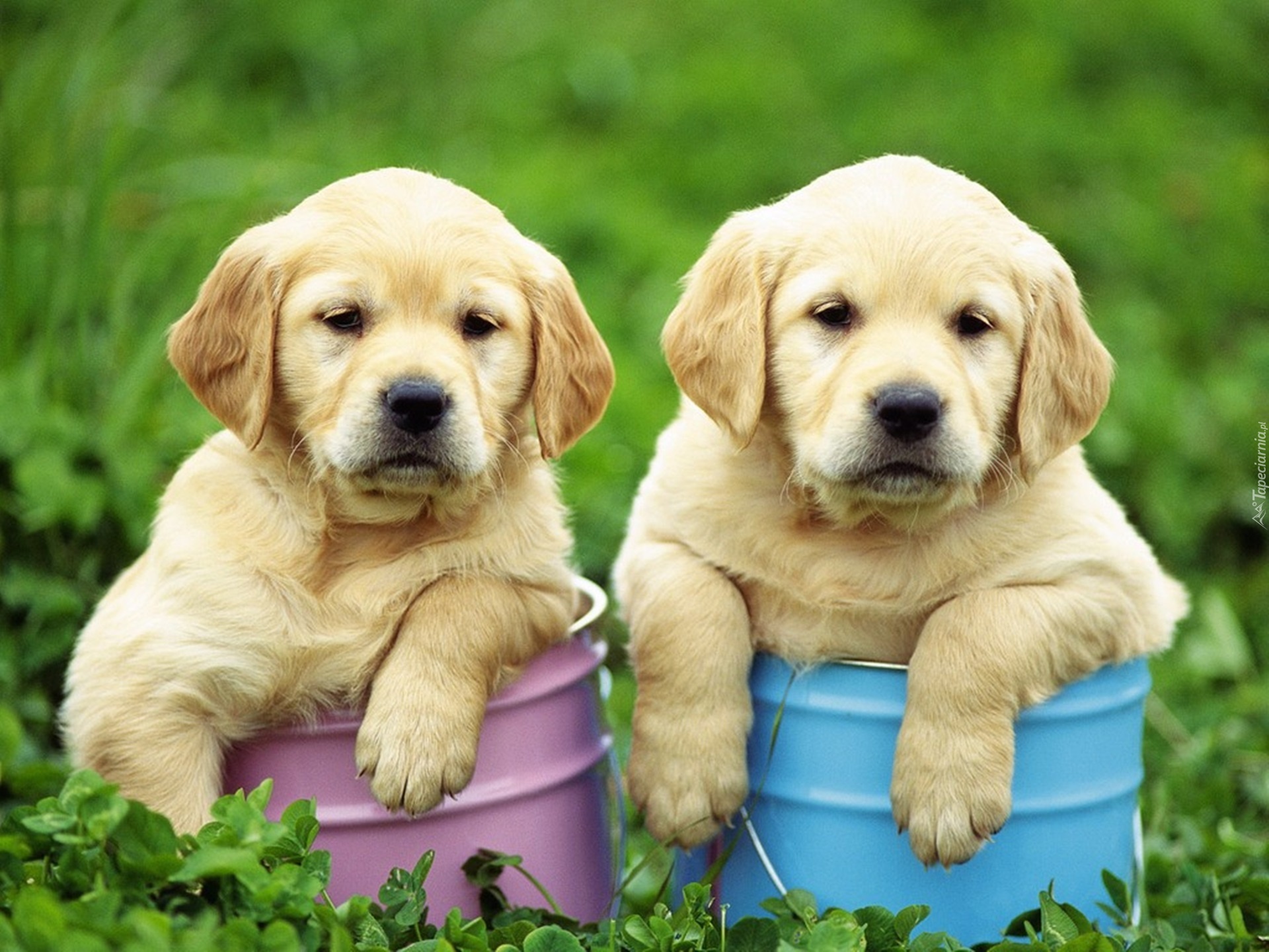 Golden Retriever, Wiaderka