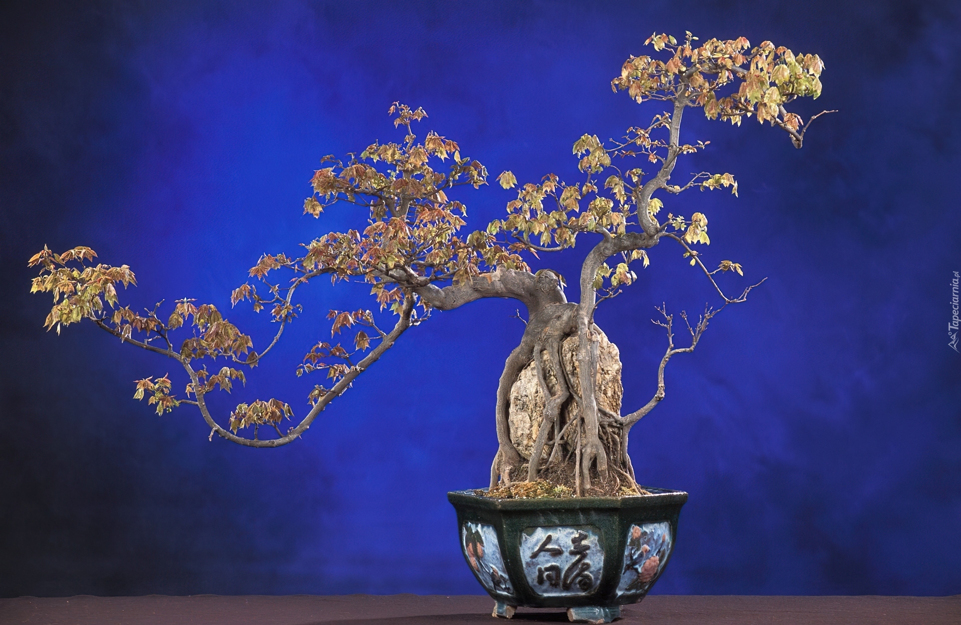 Doniczka, Drzewko, Bonsai