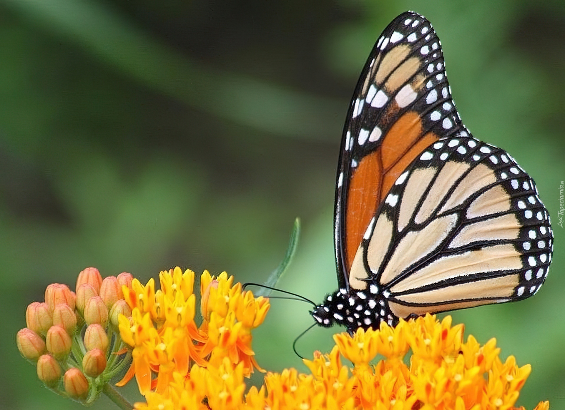Motyl, Monarcha, Żółte, Kwiaty