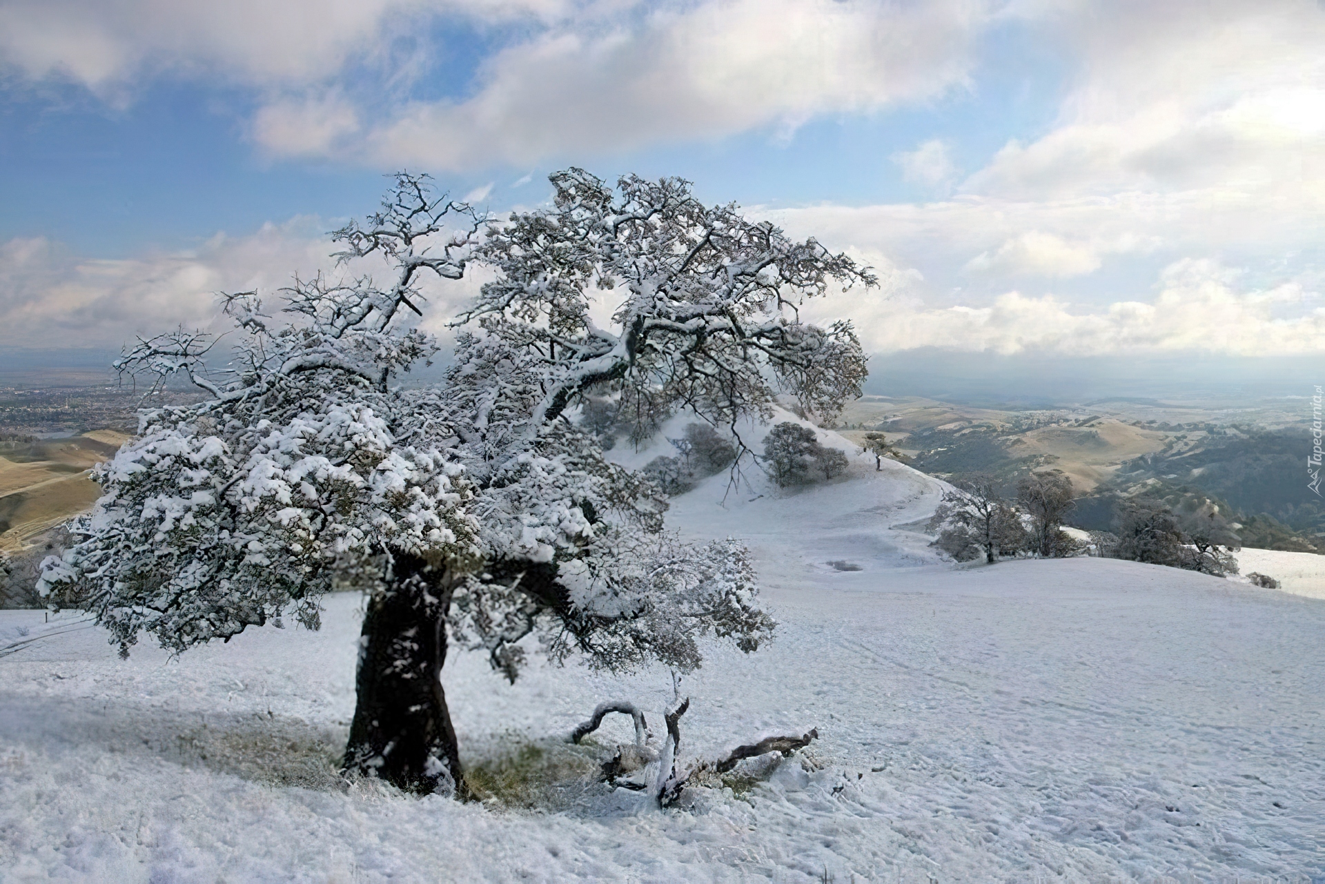 Śnieg, Drzewo, Wzgórze