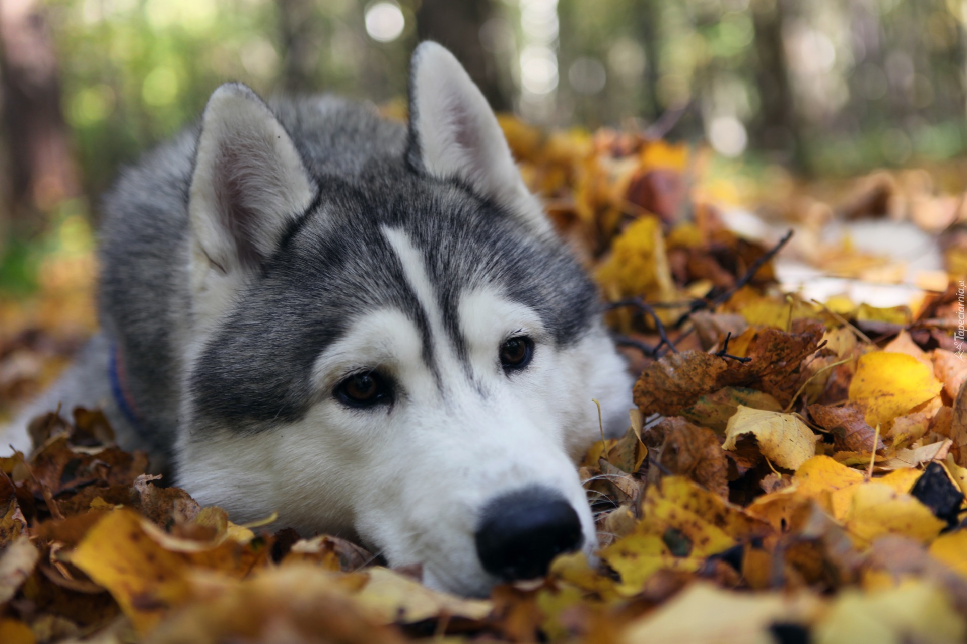 Siberian Husky, Liście