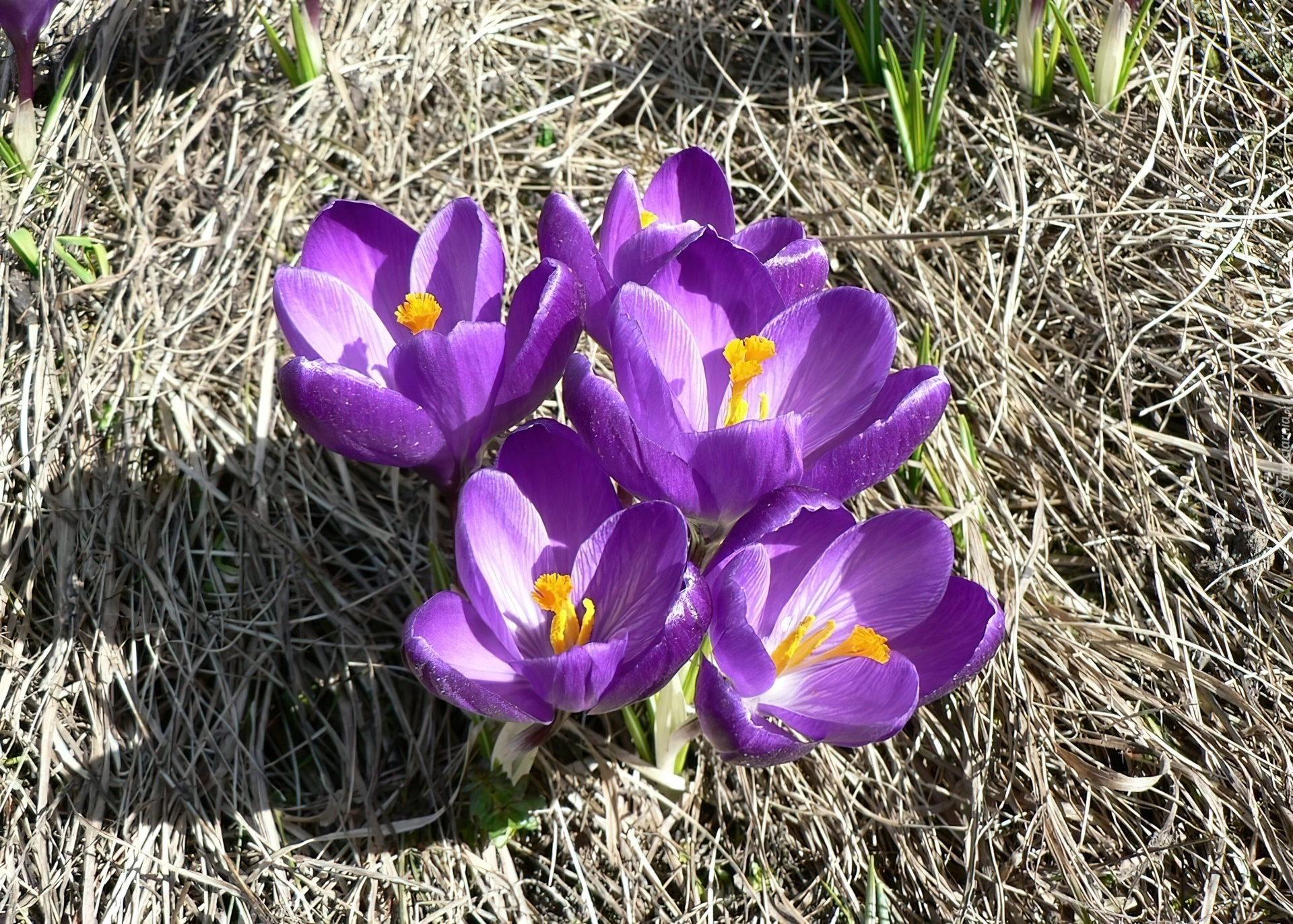 Fioletowe, Krokusy