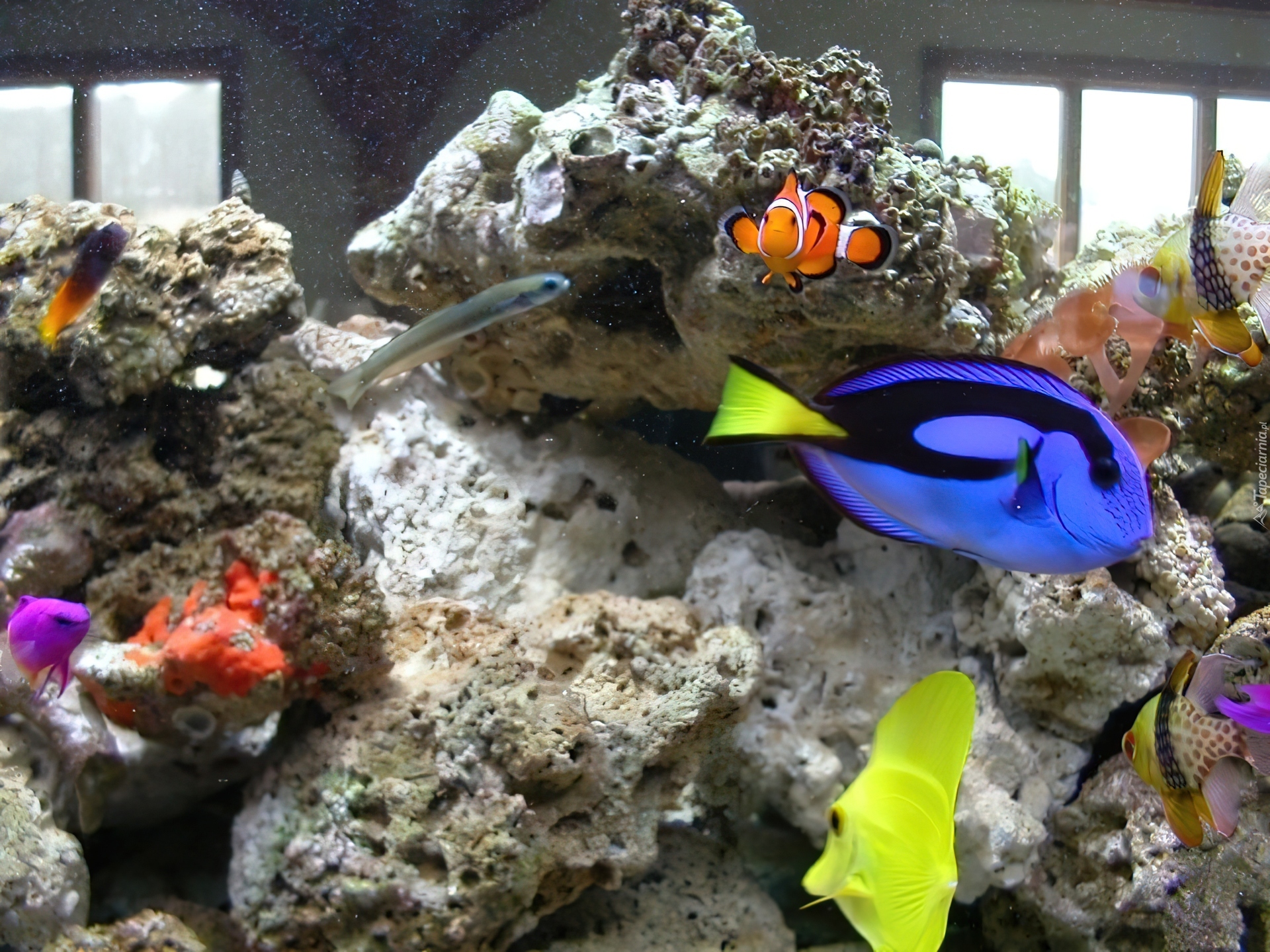 kolorowe-rybki-akwarium