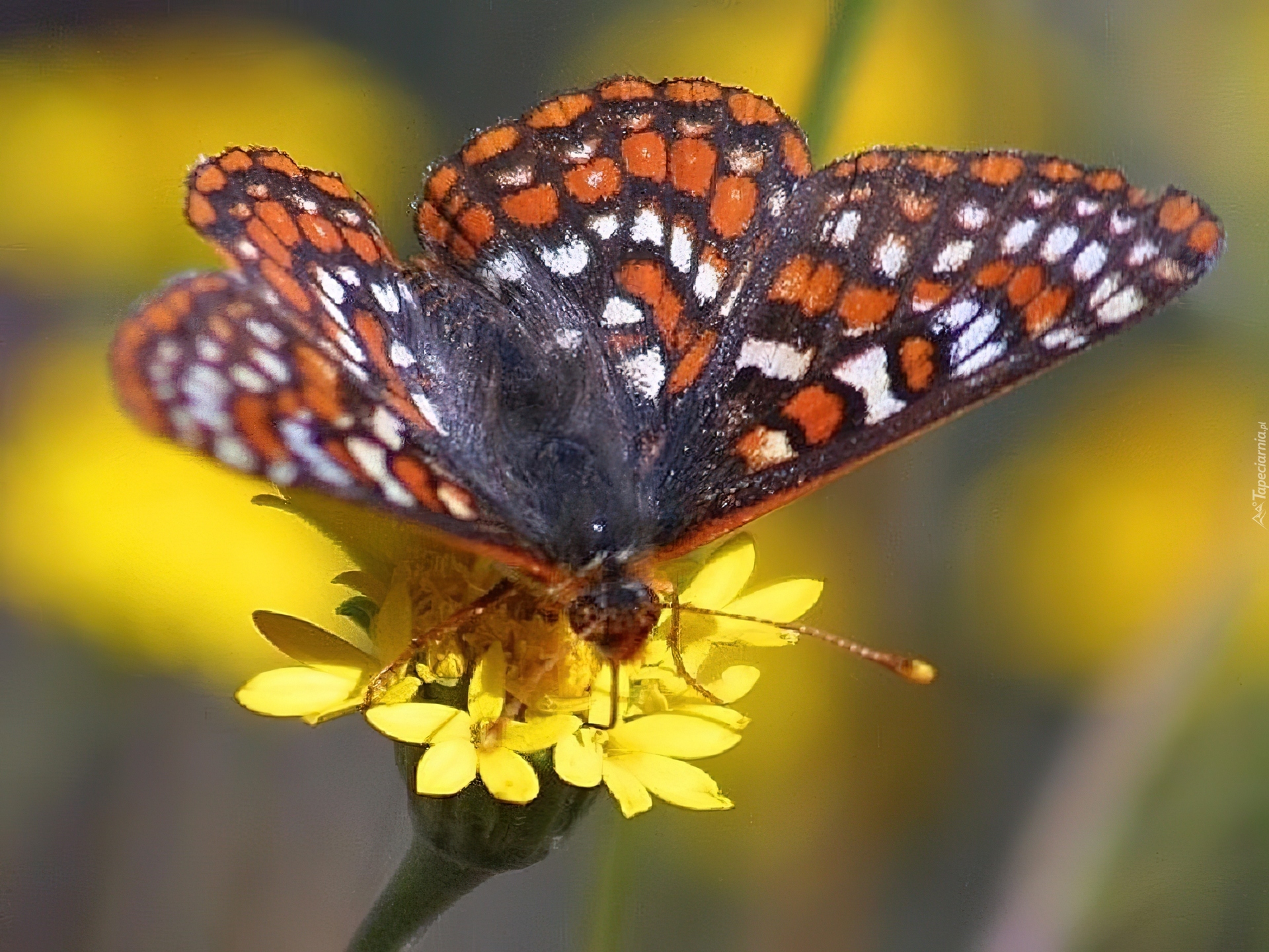 Motyl, Przeplatka maturna, Żółte, Kwiatki