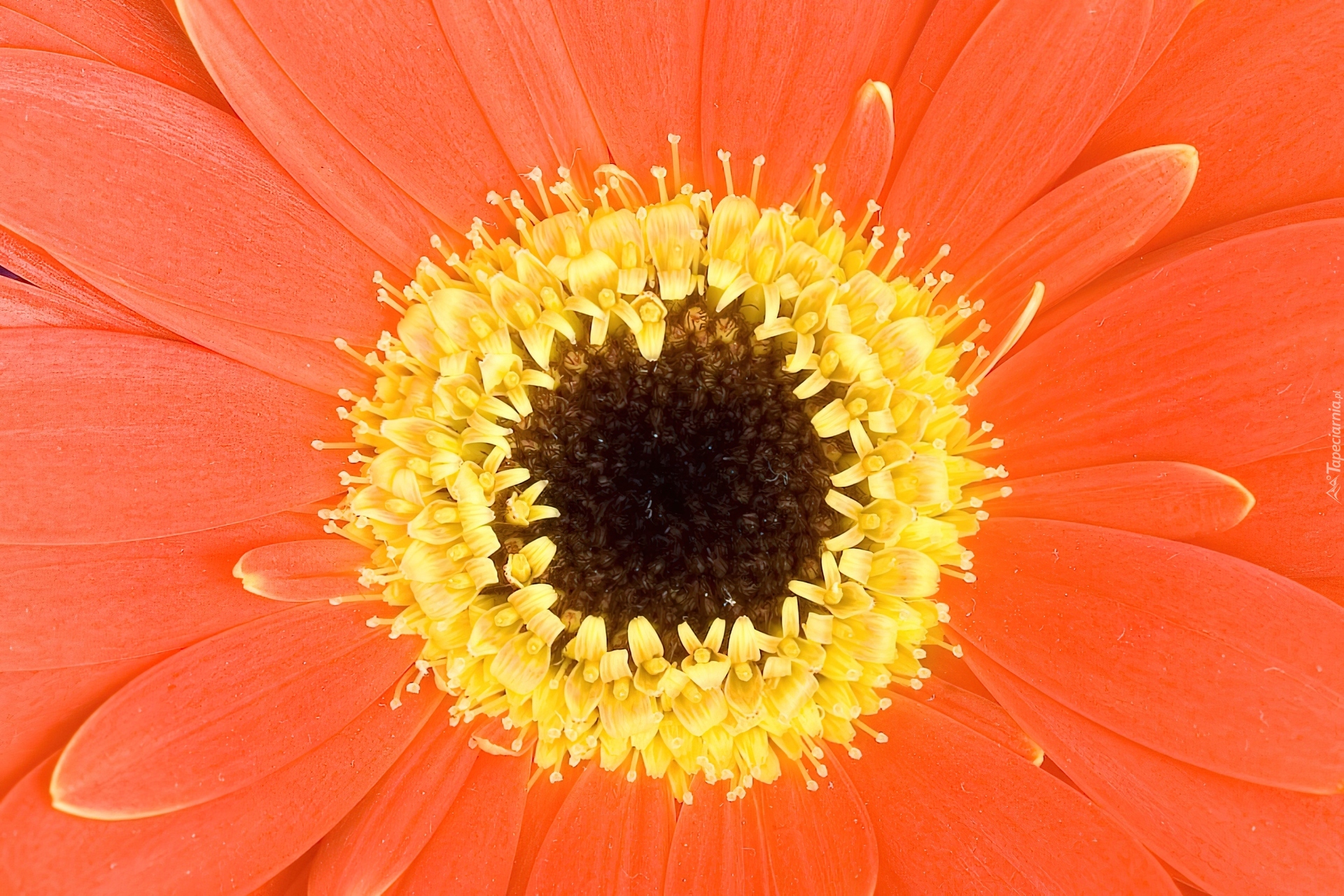 Pomarańczowa, Gerbera